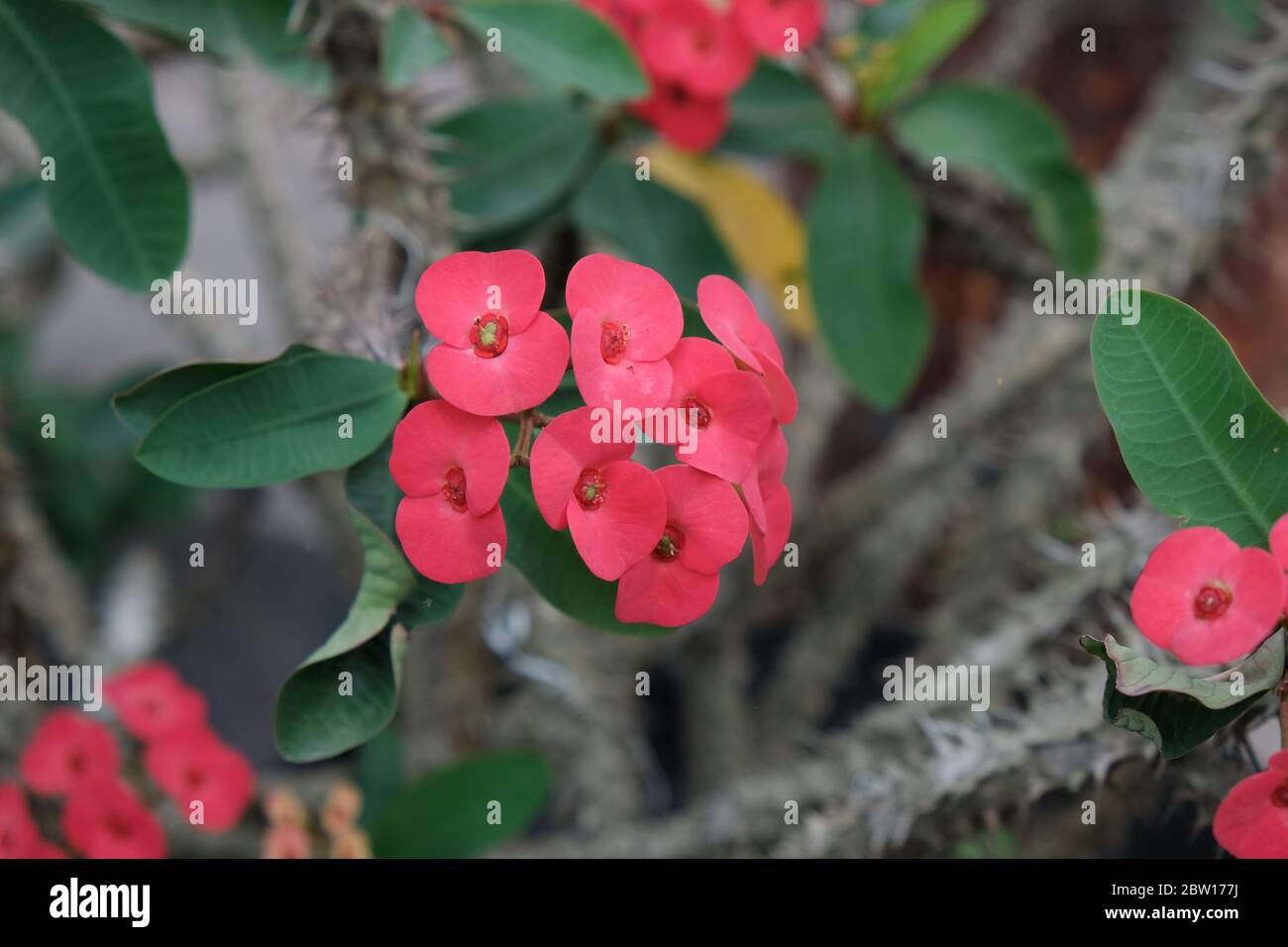 Euphorbia milii, la corona di spine, chiamata Corona de Cristo in America Latina, è una specie di pianta fiorente della famiglia Euphorbiaciae Foto Stock