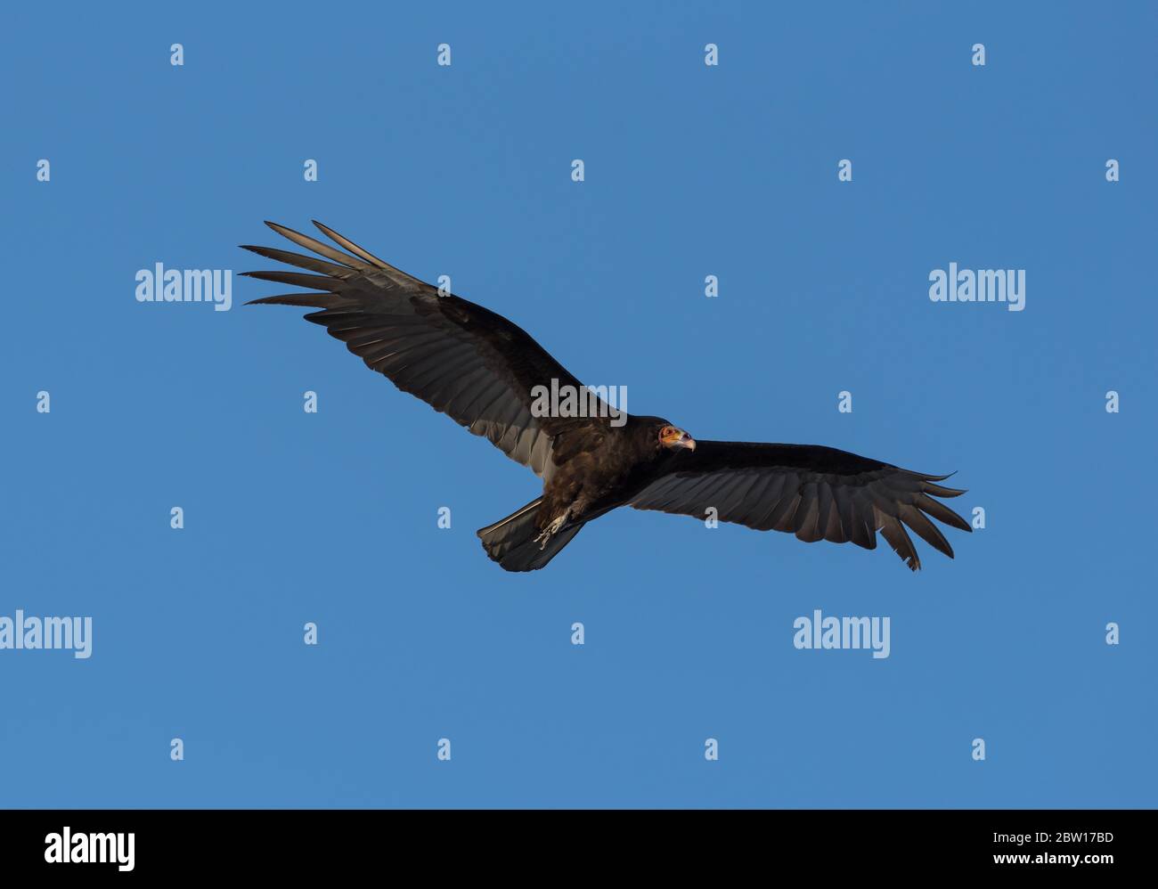 Tacchino avvoltoio, Cathartes aura, uccello in volo, Tulum spiaggia, Messico Foto Stock