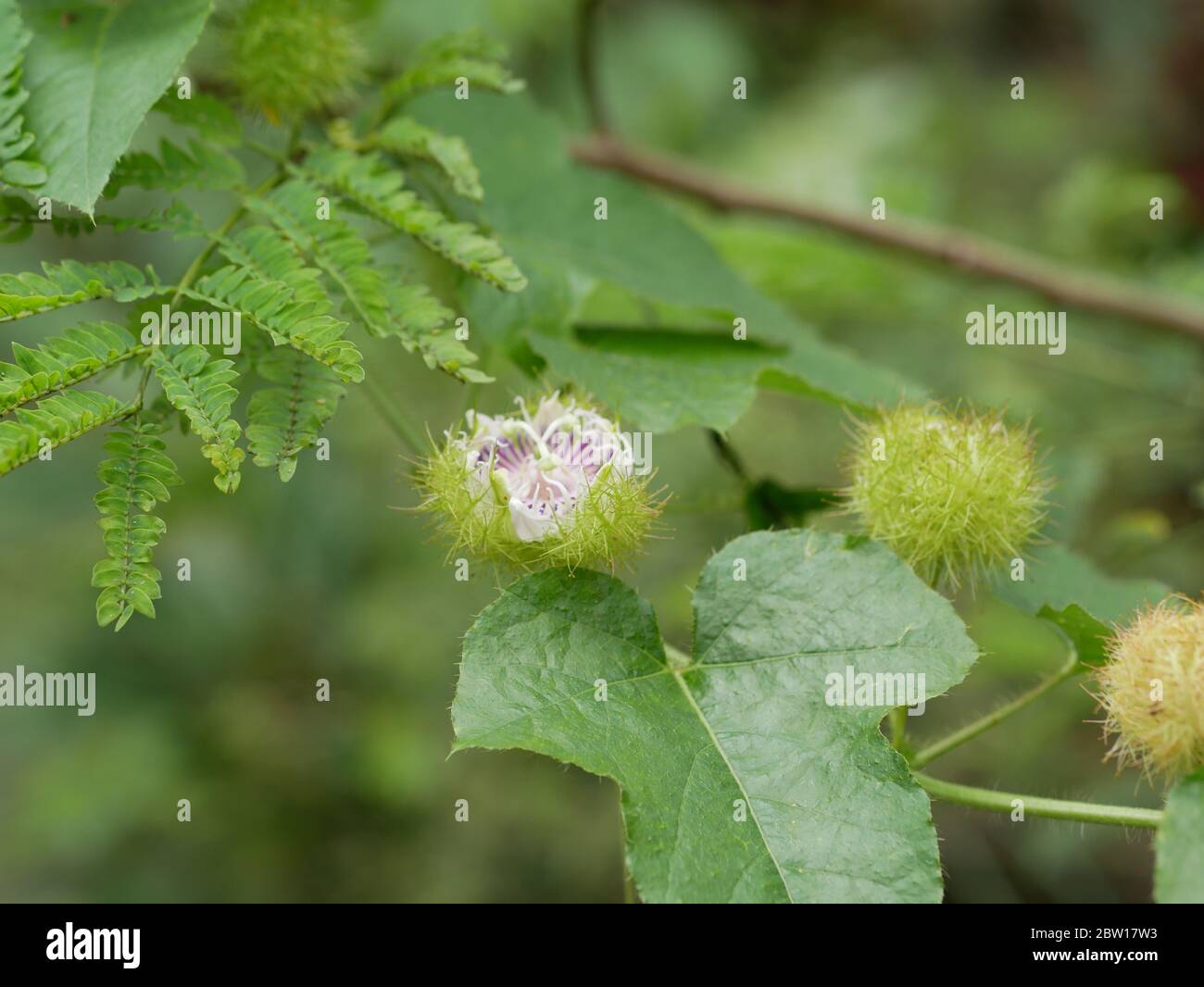 Primo piano passionflower in affondamento (Passiflora foetida) fiore bianco fiorito con natura verde sfondo sfocato, altri nomi selvatico maracuja, bush passio Foto Stock