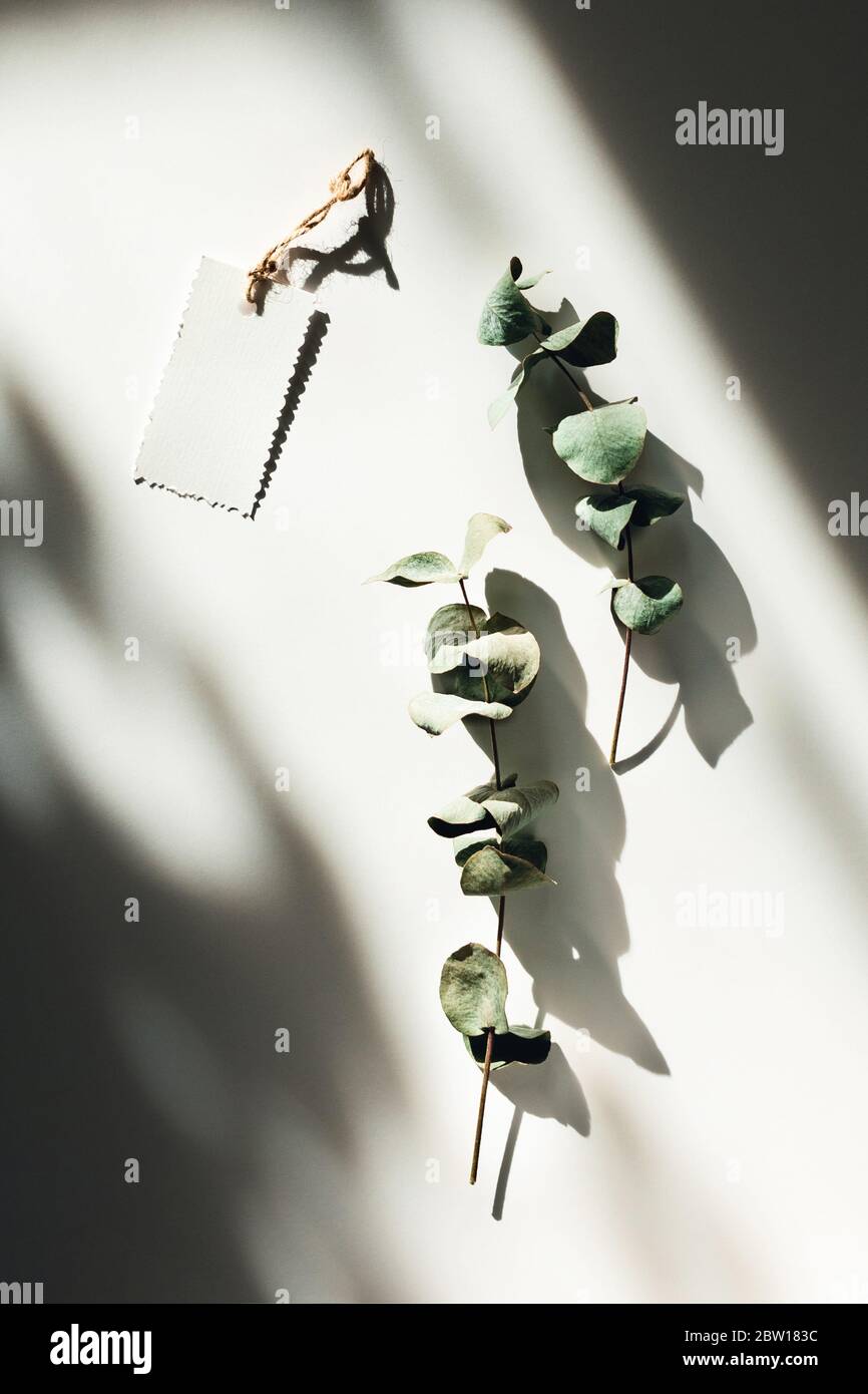 Ciuffi di eucalipto con una nota su sfondo bianco in luci solari. Foto Stock