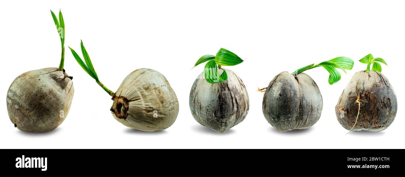 Collectoin di giovani germogli di cocco albero cresciuto a sfondo bianco, giovani pianta stanno crescendo Foto Stock