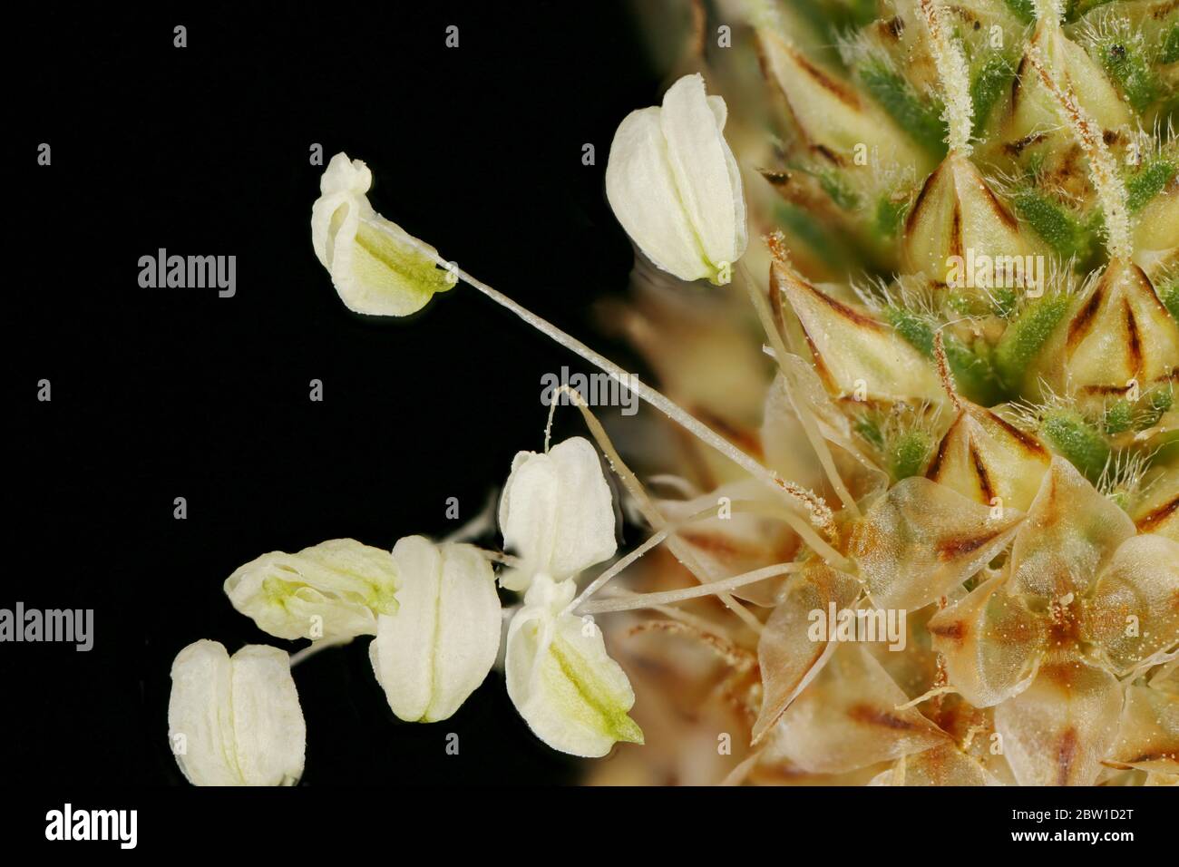 Plantain di Ribwort (Plantago lanceolata). Fiori Closeup Foto Stock