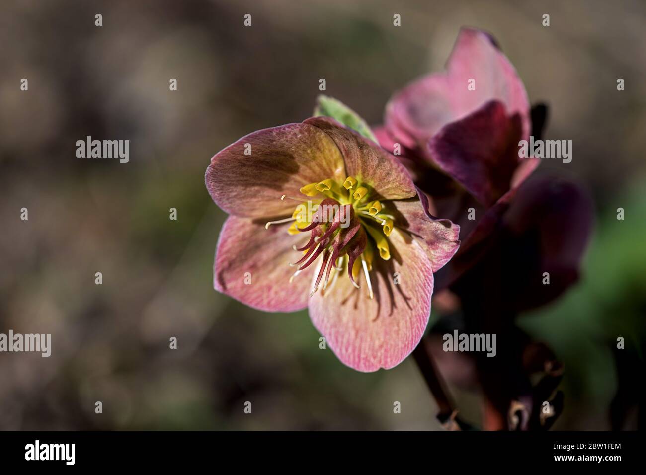 hellebore nero o rosa di natale con petali di colore viola davanti a uno sfondo sfocato Foto Stock