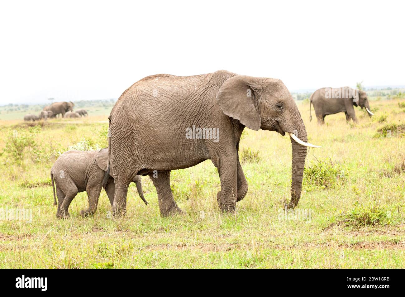 Elefante cespuglio africano femminile e il suo vitello, Loxodonta africana, foraggio nella Riserva Nazionale Masai Mara. Kenya. Africa. Foto Stock