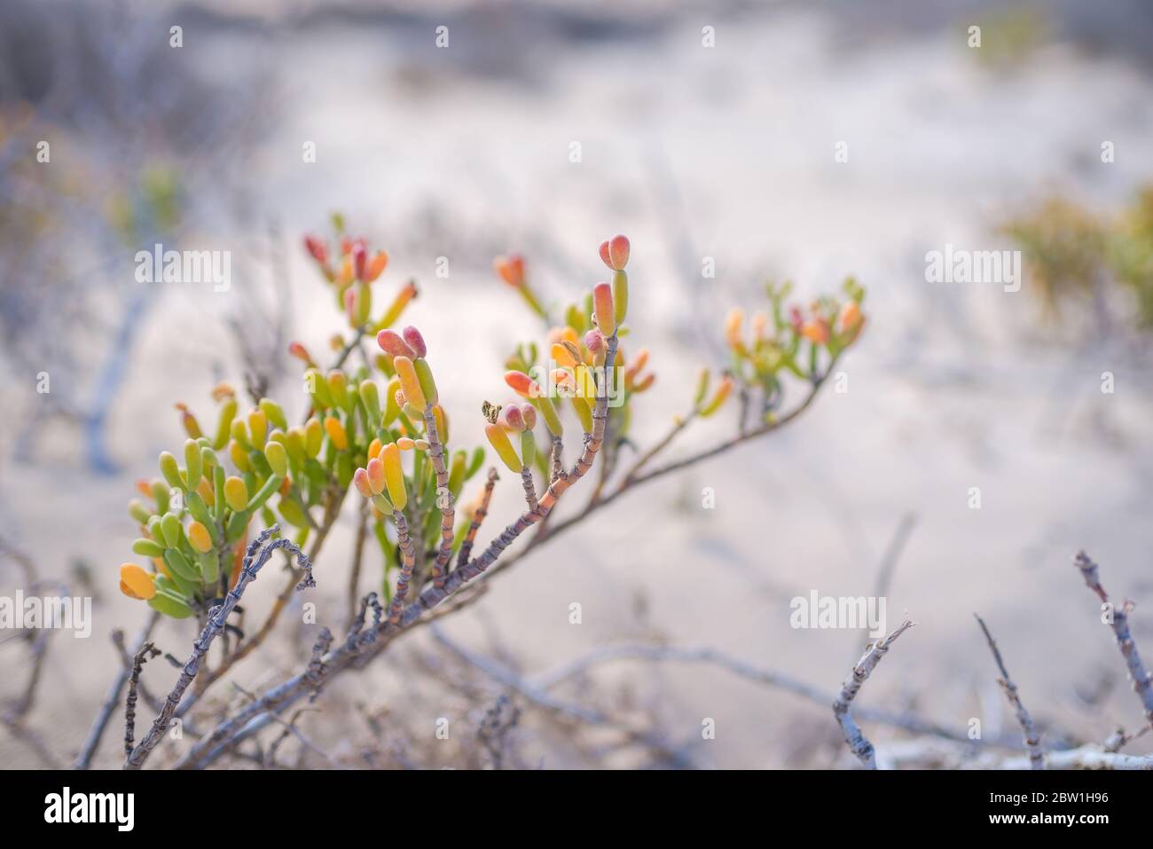 Green Shoot nel deserto - foto concettuale per la crescita in condizioni avverse Foto Stock
