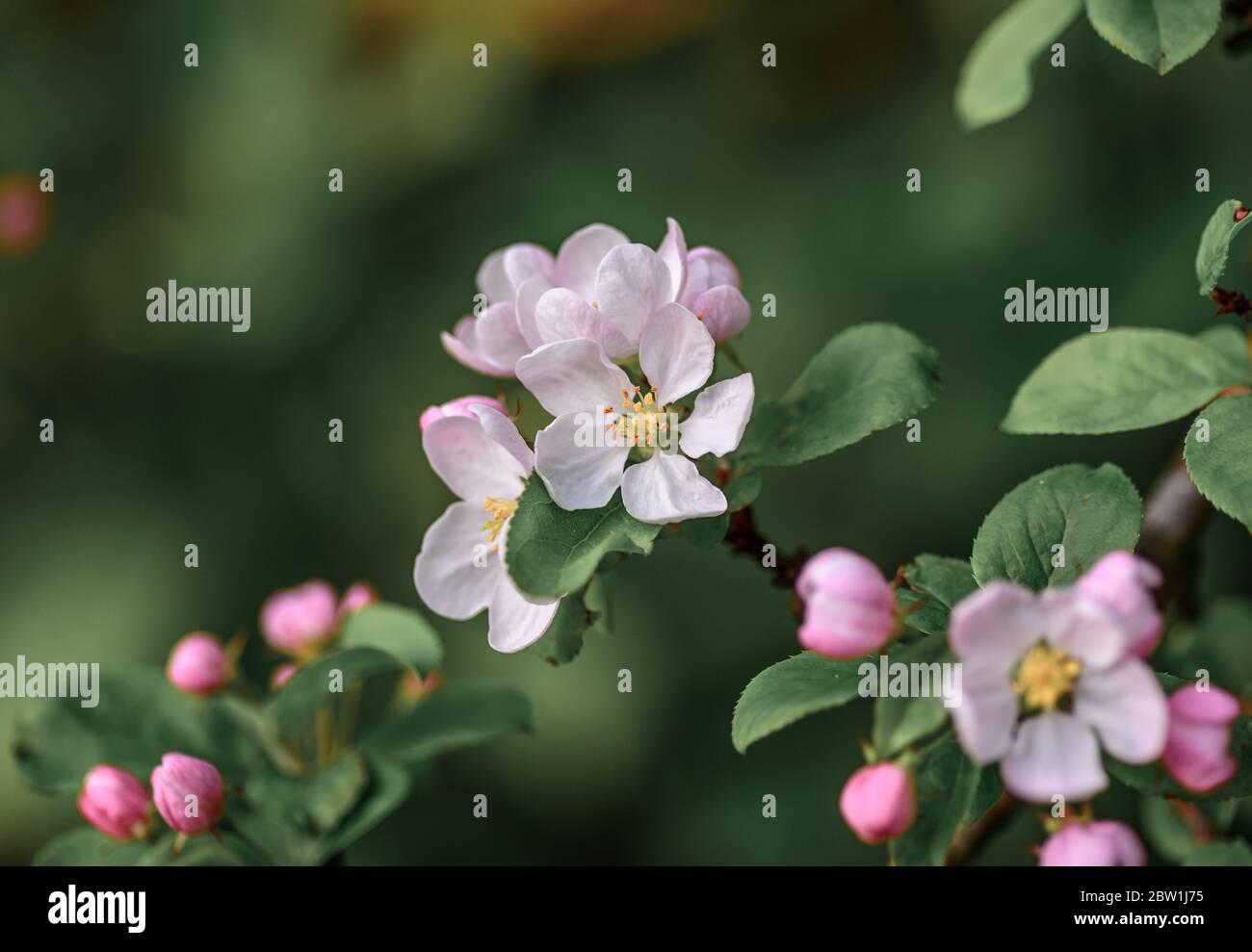 Bel fiore rosa di mela, in germoglio, in procinto di fiorire in primavera. Foto Stock