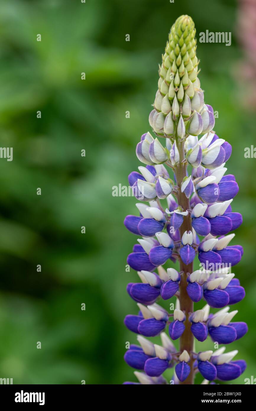 Lupin / Lupin 'Persian Slipper' Mauve e bianco 'Persian Slipper' varietà di Lupin presso i giardini di Rousham House nell'Oxfordshire. Foto Stock