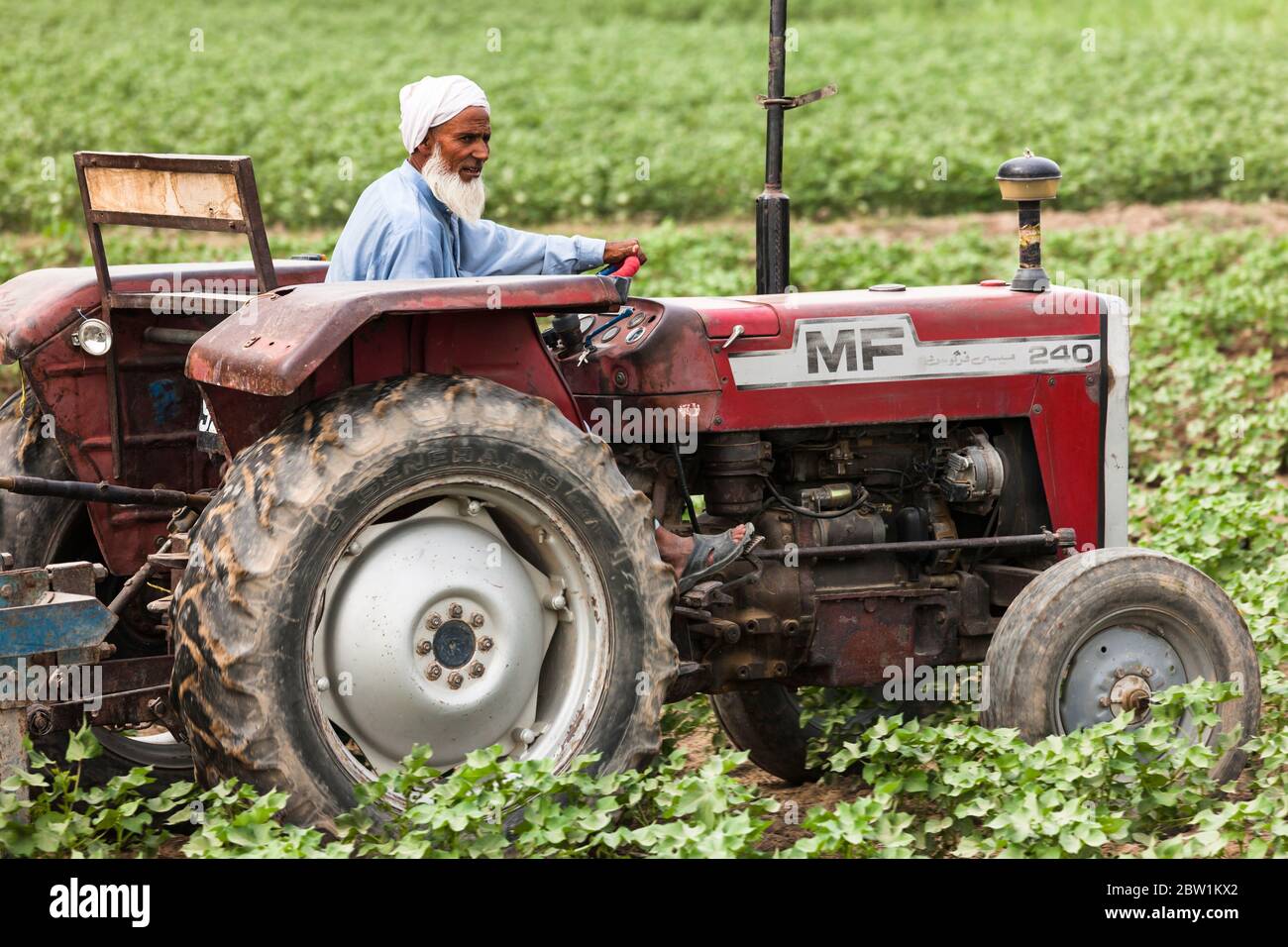 Coltivatore che lavora in campo agricolo, vicino Kamalia, Toba Tek Singh Distretto, Punjab Provincia, Pakistan, Asia del Sud, Asia Foto Stock