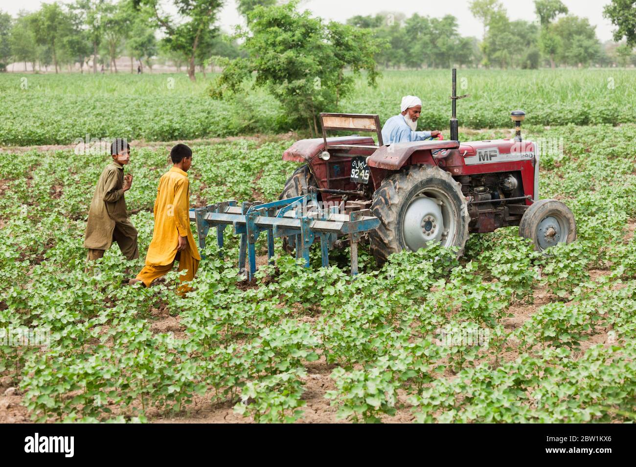 Coltivatore che lavora in campo agricolo, vicino Kamalia, Toba Tek Singh Distretto, Punjab Provincia, Pakistan, Asia del Sud, Asia Foto Stock