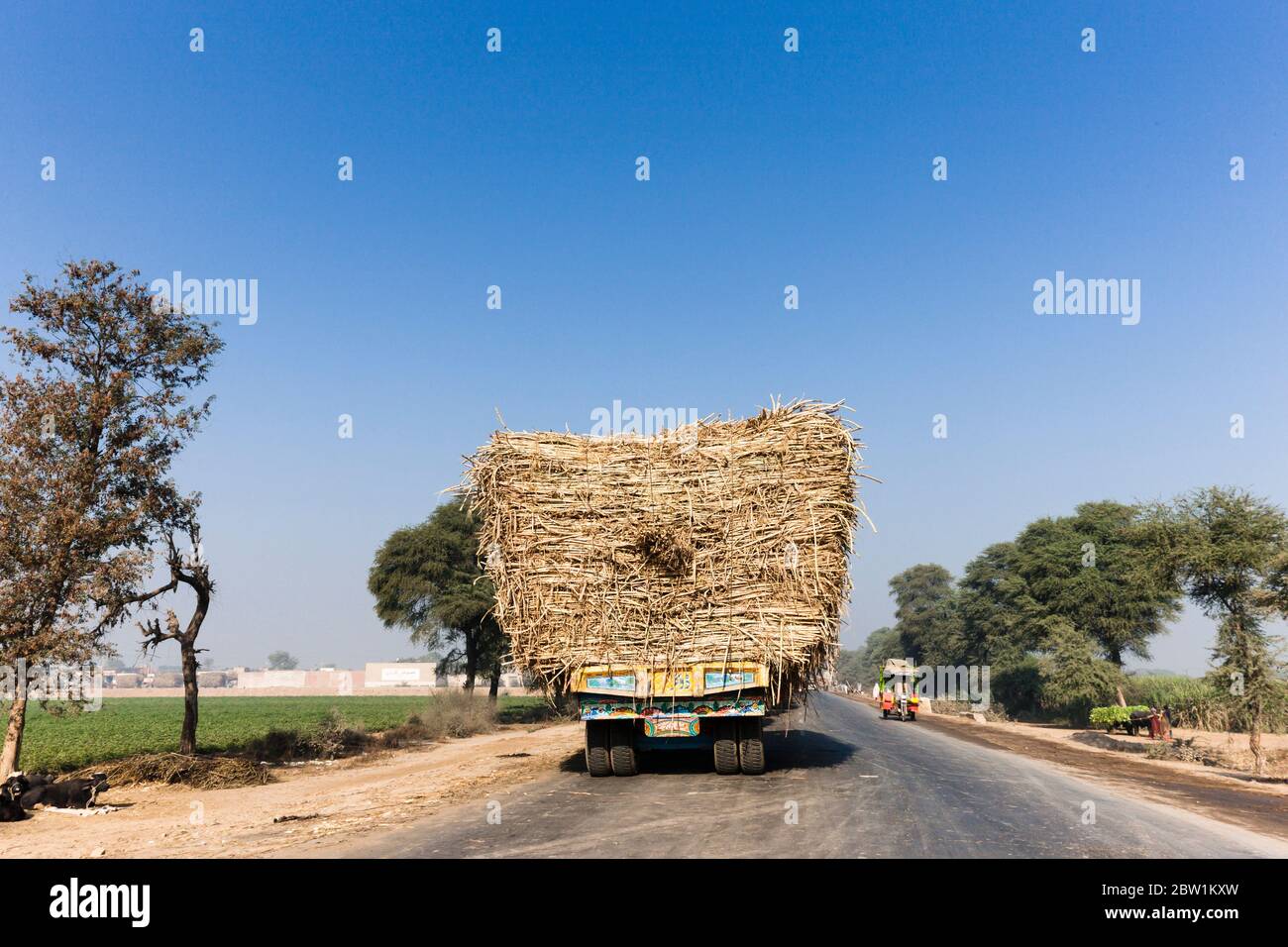 Trattore a pieno carico con canna da zucchero, vicino a Kamalia, Toba Tek Singh District, Punjab Province, Pakistan, Asia meridionale, Asia Foto Stock