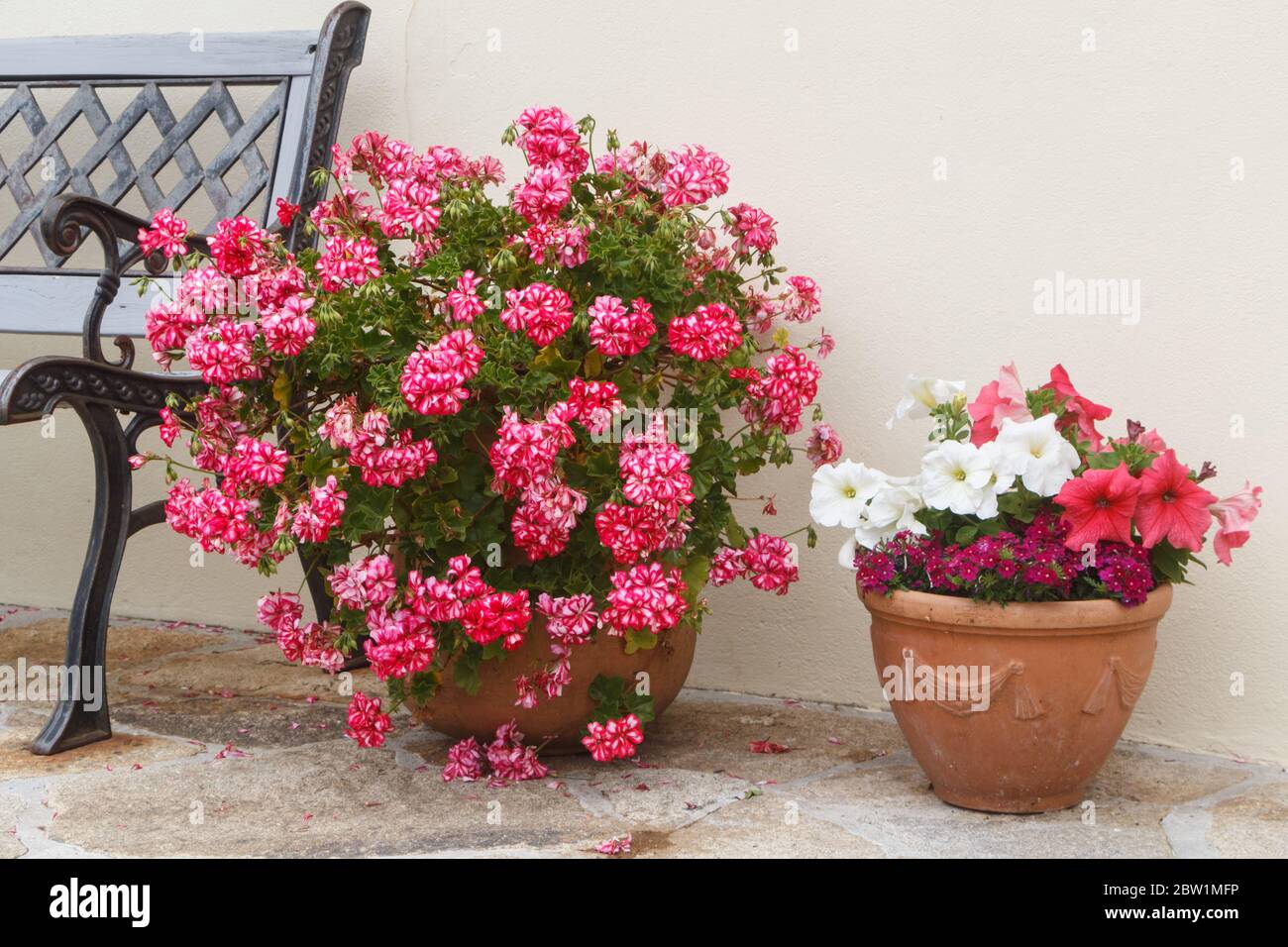 Piantatrici con petunia e geranio in un giardino durante la primavera Foto Stock