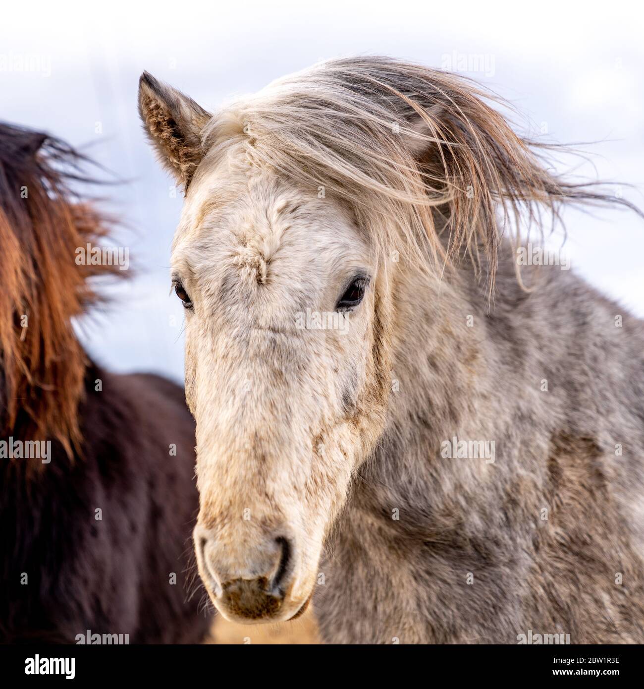 Primo piano ritratto di un cavallo islandese grigio e bianco. Foto Stock