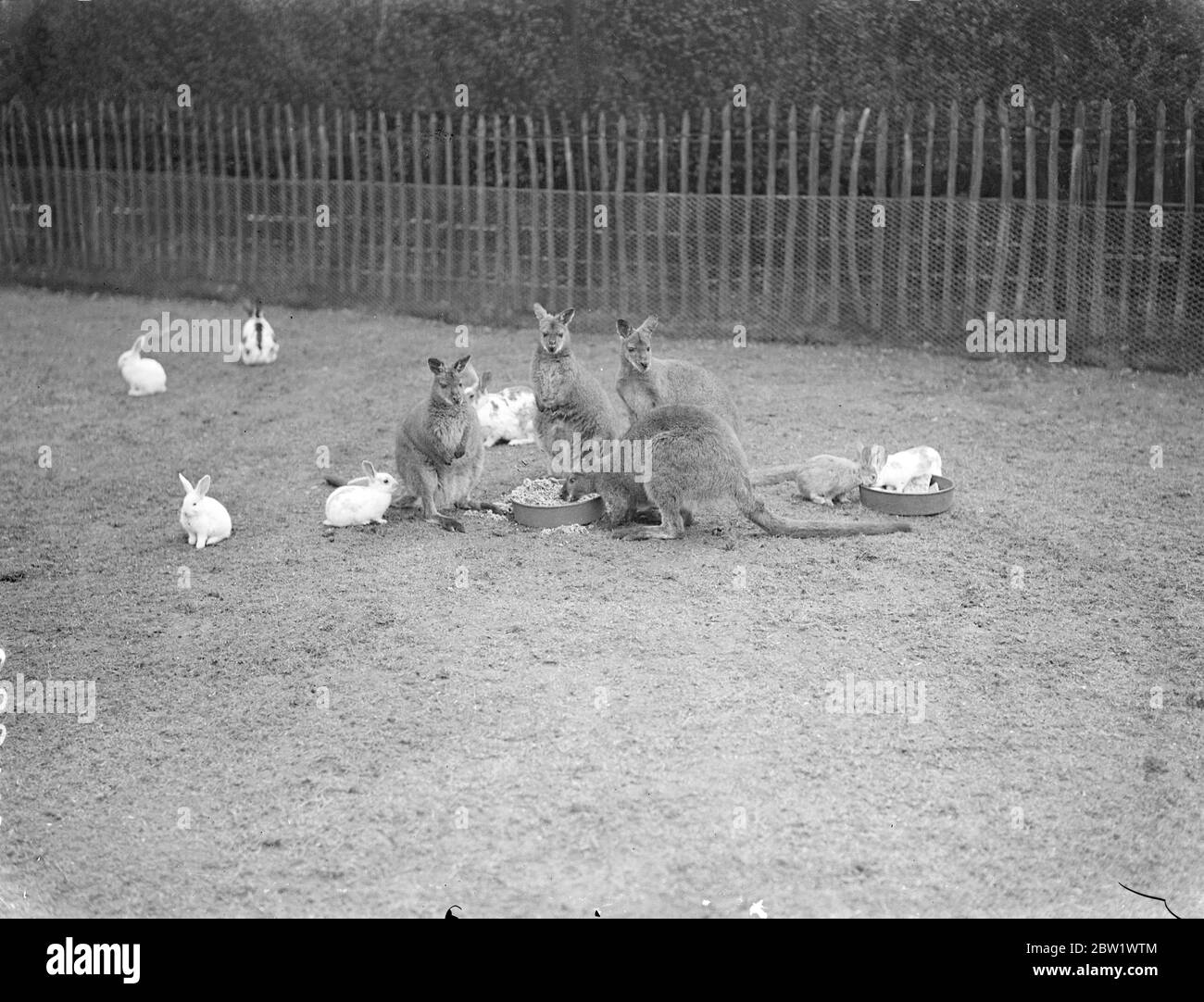 Tempo di alimentazione allo zoo di East London. I wallaby e i conigli si sistemano per il pranzo nel loro recinto al Victoria Park. 16 aprile 1937 Foto Stock