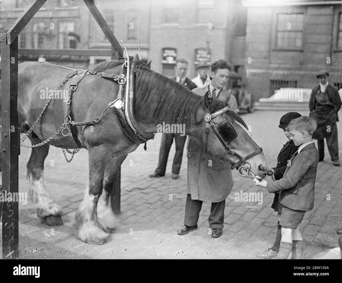 Jimmie, il PET di Tower Hill, è solo cavallo al mondo con una casa di campagna e un autista. Equin buon Samaritano di Tower Hill, Jimmie, un cavallo traccia, è solo cavallo al mondo con la casa di campagna - e l'autista. Durante tutta la settimana Jimmie trascorre il suo tempo aiutando i suoi compagni a tirare i loro carichi sulla ripida Tower Hill. Ma sabato, l'autista di Jimmie lo chiama in un galleggiante a cavallo e viene portato via per trascorrere il fine settimana in un prato Essex dove ha la sua casa speciale. Jimmie è di stanza a Tower Hill dal Dispensario del Popolo per gli animali malati ed è un favorito stabilito w Foto Stock