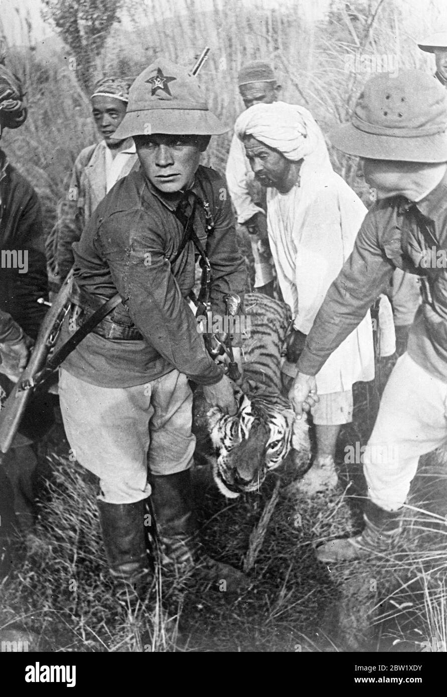 Caccia di una tigre nella giungla sovietica che segue un nemico dell'arco di un contadino. Queste sono le prime immagini mai fatte di una caccia alla tigre nelle giungle del fiume Pyaj, che scorre lungo i confini sud-occidentali della repubblica sovietica Tajik e dell'Asia centrale. Le tigri sono il flagello delle aziende agricole collettive di confine, che attaccano sia i viaggiatori che il bestiame. Quando si scopre una tigre, le guardie di frontiera e gli agricoltori organizzano immediatamente una caccia. La bestia è abilmente rintracciata attraverso la fitta sottobosco, circondata e sparata. Mostre fotografiche, guardie di frontiera, aiutate da agricoltori collettivi tagik, tracciando il Foto Stock