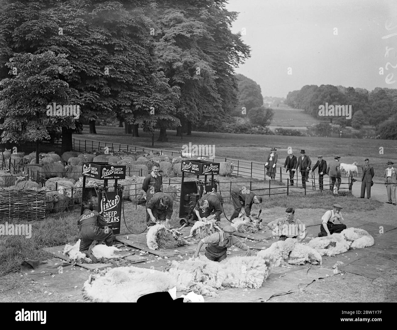Tosatura di pecore nel cuore di Londra. Hyde Park Flock perde la sua lana. Il gregge di pecore di Londra viene ora impaessato ad Hyde Park dopo aver portato la lana alcune settimane più a lungo del solito quest'anno, a causa dell'incoronazione e della presenza di truppe nei Kensington Gardens. Ci sono circa 500 pecore in Hyde Park e la tosatura è stata effettuata meccanicamente da per esperto Shearer's da allevamenti di pecore in Galles. Foto mostra, pecore che perdono la lana sotto le mani di Seft del Shearer in Hyde Park. 7 giugno 1937 Foto Stock