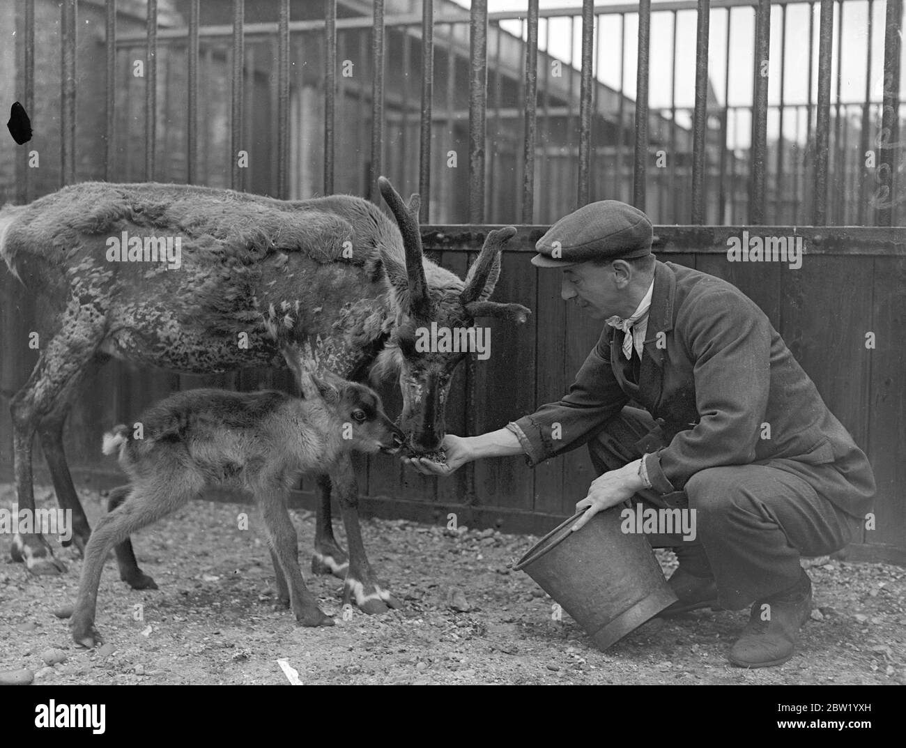Olga, renna dello zoo di Londra, ha un figlio piccolo. Olga, la renna dello zoo di Londra, uno degli animali ricevuti dallo zoo di Mosca lo scorso settembre, ha dato vita a un vitello maschile bello e sano. Olga si sta dimostrando alla madre premurosa, Jopy, il padre, è morto alcune settimane fa. Il nuovo bambino, che si chiama Boris, è riuscito a camminare quando aveva solo un'ora. Spettacoli fotografici, capicaniere, UN Perry, che alimenta Olga e suo figlio Boris. 17 giugno 1937 Foto Stock