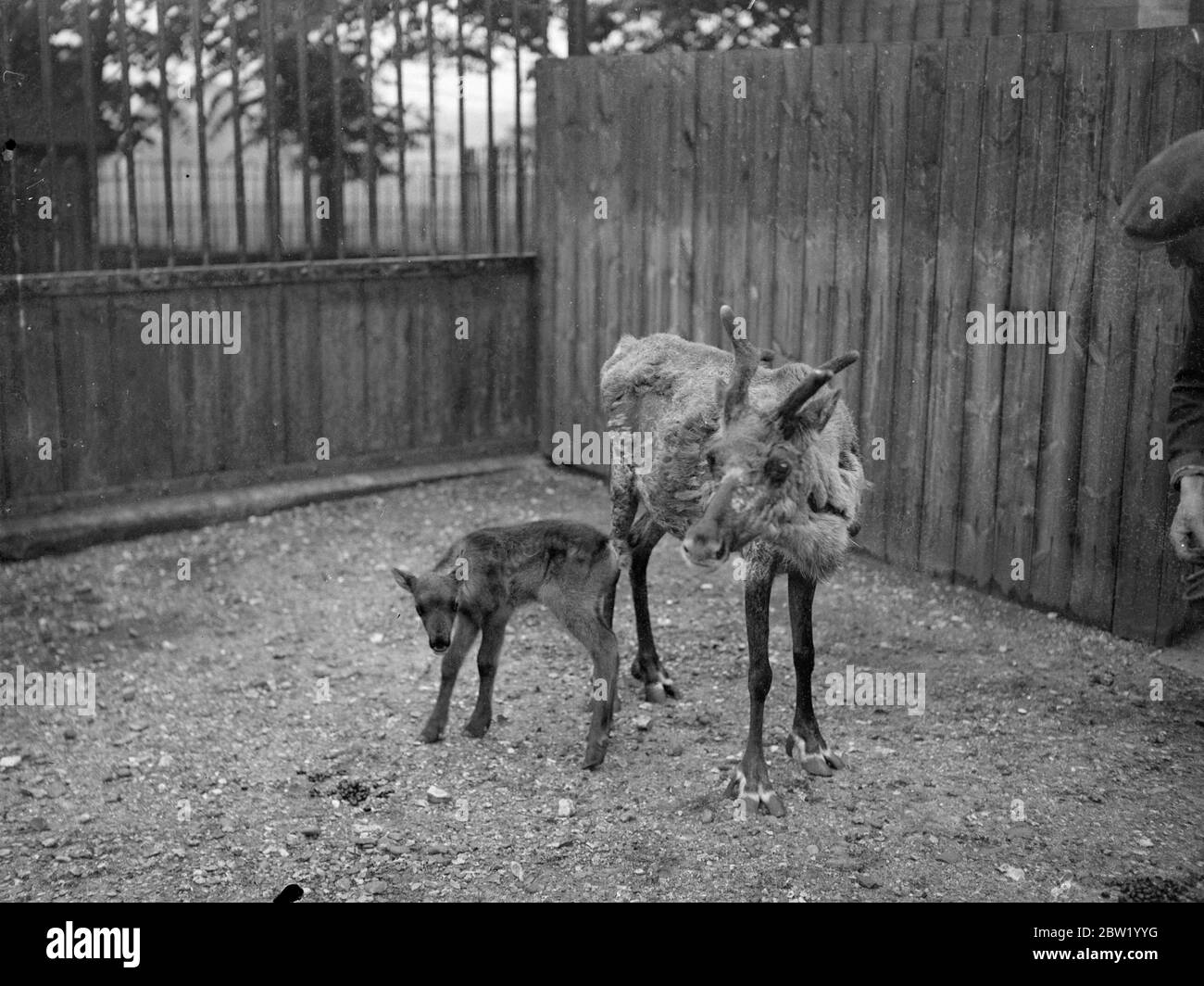 Olga, renna dello zoo di Londra, ha un figlio piccolo. Olga, la renna dello zoo di Londra, uno degli animali ricevuti dallo zoo di Mosca lo scorso settembre, ha dato vita a un vitello maschile bello e sano. Olga si sta dimostrando alla madre premurosa, Jopy, il padre, è morto alcune settimane fa. Il nuovo bambino, che si chiama Boris, è riuscito a camminare quando aveva solo un'ora. Spettacoli fotografici, capicaniere, UN Perry, che alimenta Olga e suo figlio Boris. 17 giugno 1937 Foto Stock