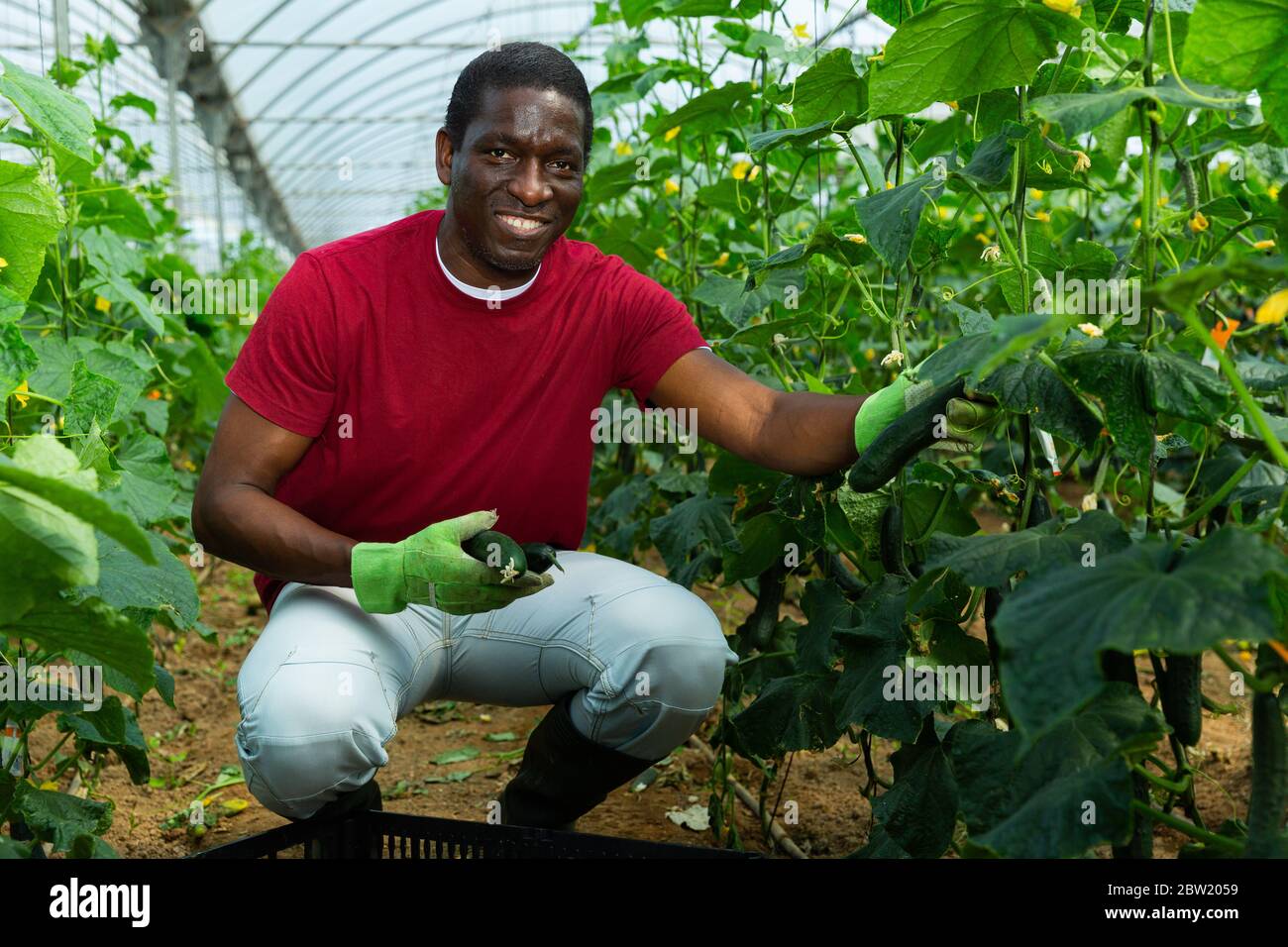 Operaio afroamericano che raccoglie cetrioli in serra Foto Stock