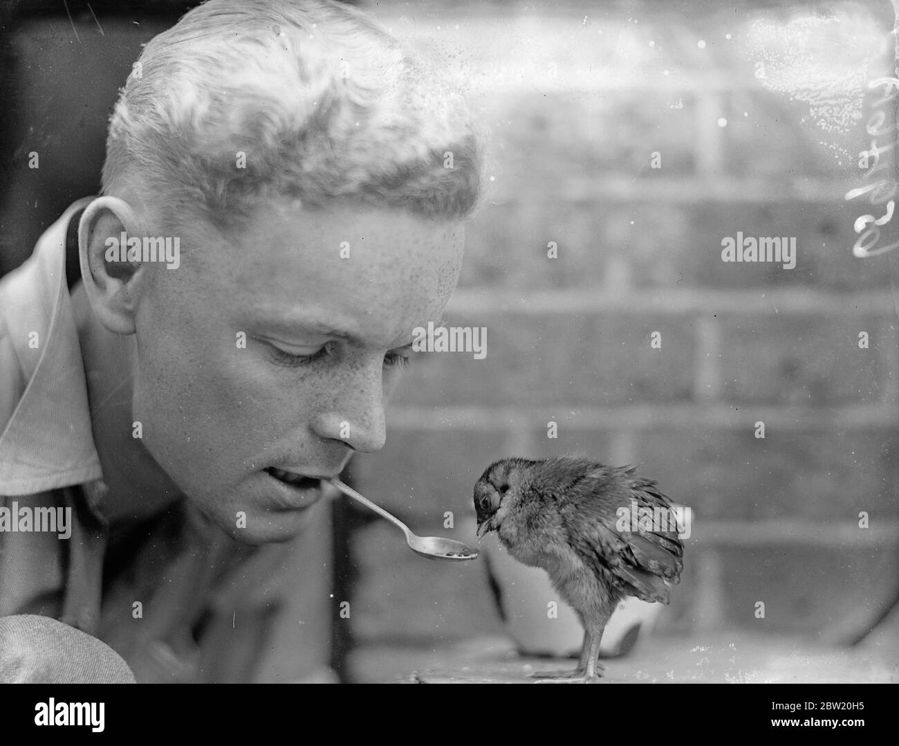 Il pulcino di fagiano approva il custode dello zoo come padre di ' adottivo'. Un cazzo di fagiani cornuti estremamente indipendente viene allevato a mano allo zoo di Londra. Il fagiano madre rifiutò di occuparsi delle sue uova e furono messi sotto la cura di un altro uccello che riuscì ad un hatchet. Ma il pulcino si rifiutò di andare alla sua madre adottiva e ora viene allevato su una miscela di uova sode, lattuga e seme. Ha il suo commercio e trascorre la notte nella stanza dei custodi accanto ad un fuoco elettrico. Foto mostra, il fagiano orlato pulcino senza paura mangiare da un cucchiaio tenuto in bocca del custode Arthur Foto Stock