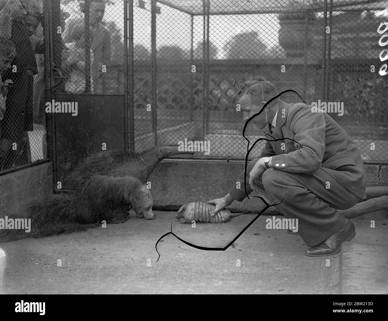 Jimmy, un pesante armadillo, incontra un nuovo arrivo dalla sua terra natale Peter, un grande anteater dal Sud America, allo Zoo di Londra. 28 giugno 1937 Foto Stock