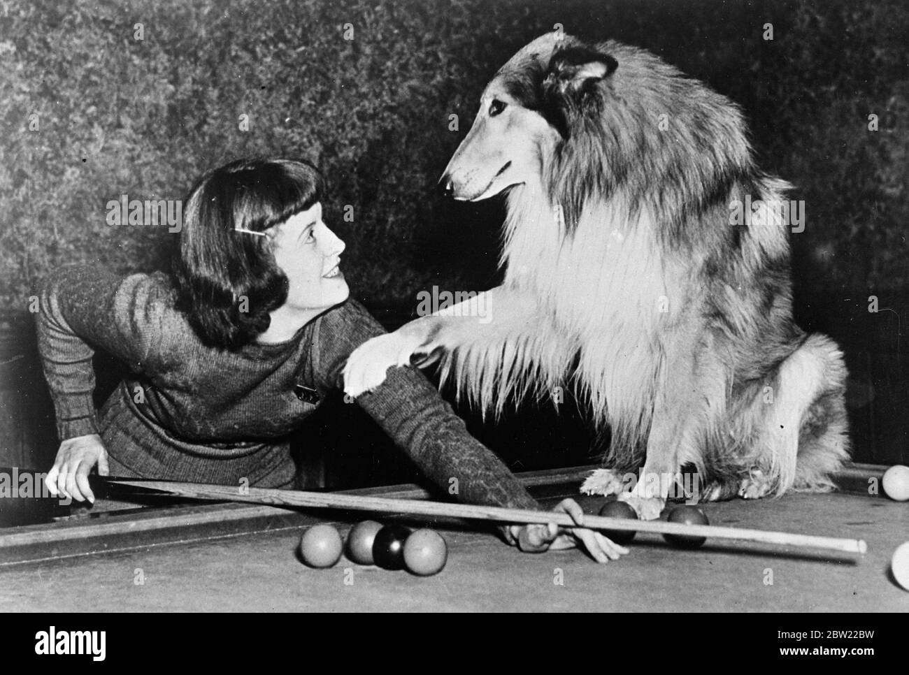Lochinvar (Irela of Glamis) il cane Collie, campione d'America, sembra attrarre la sua amante, Cherry Osborne, perché condividono il gioco dei biliardo che sta giocando a Banff Springs, Canada. Il cane ha un valore di Â£1000 e guadagna Â£10 al giorno come cane di film a Hollywood. 2 ottobre 1937.[?] Foto Stock