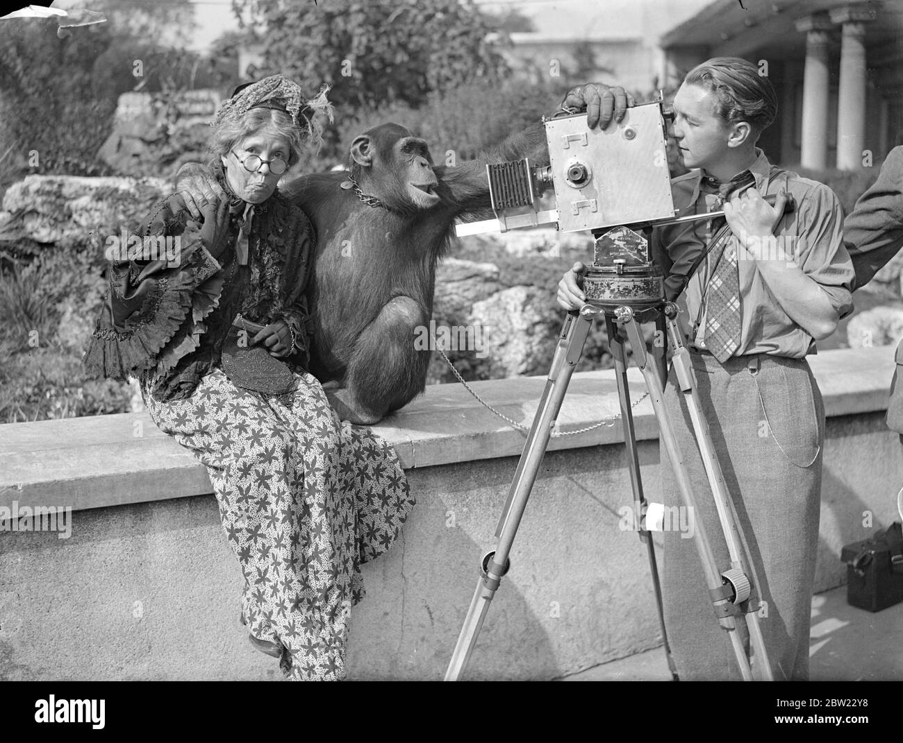 Mabel Constanduros porta ' Bugginses' allo zoo per un nuovo film. Un film che mostra il pubblico visto dagli animali dietro i bar è in fase di produzione presso lo zoo di Londra. La commedia del film è fornita da Mabel Constanduros, che interpreta la parte di Mrs Buggins, Grand bar e i bambini, la 'famiglia ha reso famoso alla radio. Le mostre fotografiche, Jackie, lo scimpanzé, ottiene una 'presa ferma 'del procedimento come è girato con 'nonma buggins' (Mabel Constantiros.) 24 settembre 1937 Foto Stock