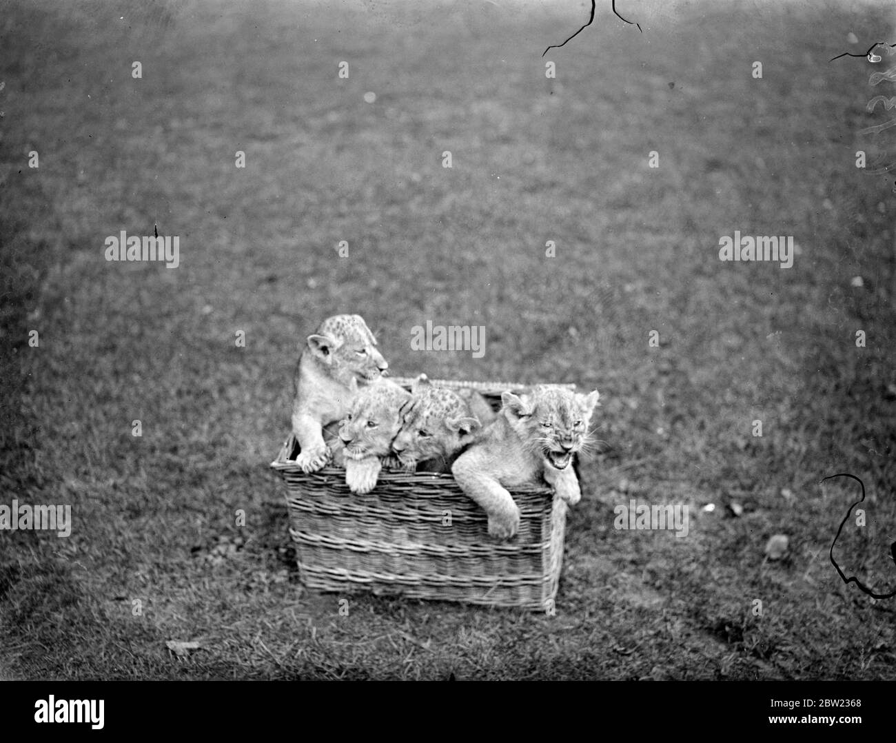 Uno dei nuovi cuccioli di leone al fotografo dello zoo di Maidstone, Kent. Questi cuccioli, i cui genitori sono Romeo e Maria, sono la quarta generazione per essere allo zoo. Un nuovo record mondiale è stato creato come 12 cuccioli di leone sono nati in 10 giorni. Questo è il maggior numero mai nato in cattività. 16 settembre 1937. Foto Stock