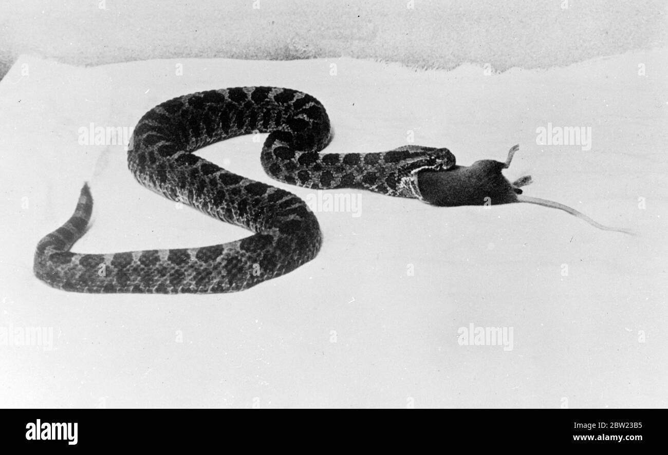 Questa insolita serie di 3 foto, realizzate in un parco di New York, sono state scattate come un rastrello fatto un pasto, con un grande ratto come il capo voce del menu. Il serpente riuscì a ingolfare la sua vittima e poi andò a dormire per ore fino a quando fu digerito. 10 ottobre 1937 Foto Stock