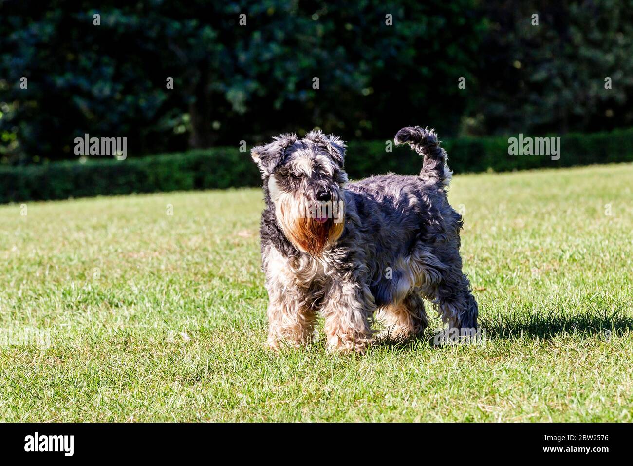 Meteo per il Regno Unito, Northampton, 29 maggio 2020. Heidi a Schnauzer pazientemente in attesa al sole durante la sua passeggiata mattutina ad Abington Park mentre il suo proprietario sta chiacchierando fuori dalla foto. Credit: Keith J Smith/Alamy Live News Foto Stock