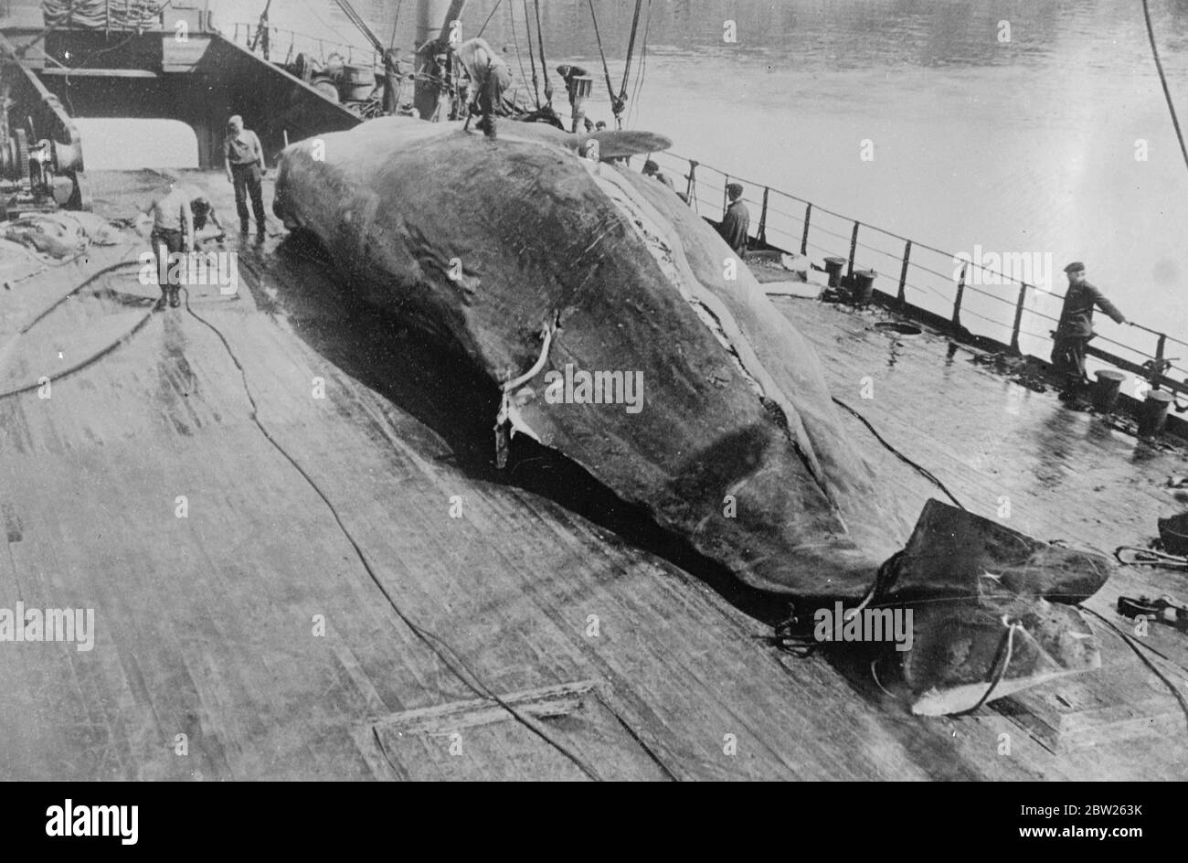 Aratura di un 'solco' attraverso il Galles indietro. Spessa di centimetri di spessa spessa che si separa sotto la potente volontà di fare la lama di un balenatore, mentre la possente carcassa è tagliata sulla nave da caccia sovietica "Aleuta" nel Mare di Behring, centro dell'industria della baleniera sovietica. 9 febbraio 1938 Foto Stock