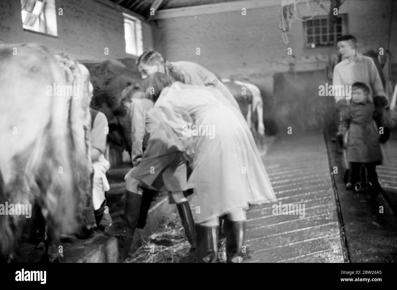 I bambini Cockney della zona di Sydenham Road di Croydon crescono in agricoltori dopo l'evacuazione nella zona bosingdea vicino a Brighton. Come il latte di una mucca è qualcosa che pochi bambini di città hanno mai visto da molto vicino. Qui loro hanno una possibilità, e sono interessati!. Foto Stock