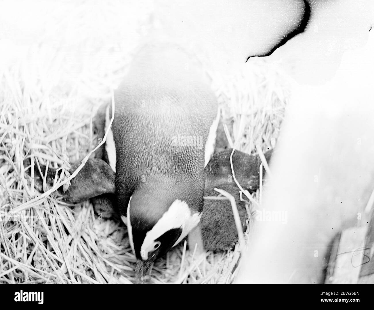 Guardando i nuovi bambini. Un look sorpreso saluta il cameraman che ha pagato una visita inaspettata ai due nuovi pinguini, a pochi giorni di età, Ay yje Chessington Zoo, Surrey. Il fotografo ha dovuto rimuovere parte del tetto dei quartieri pinguini per fare questa foto. 4 febbraio 1938 Foto Stock