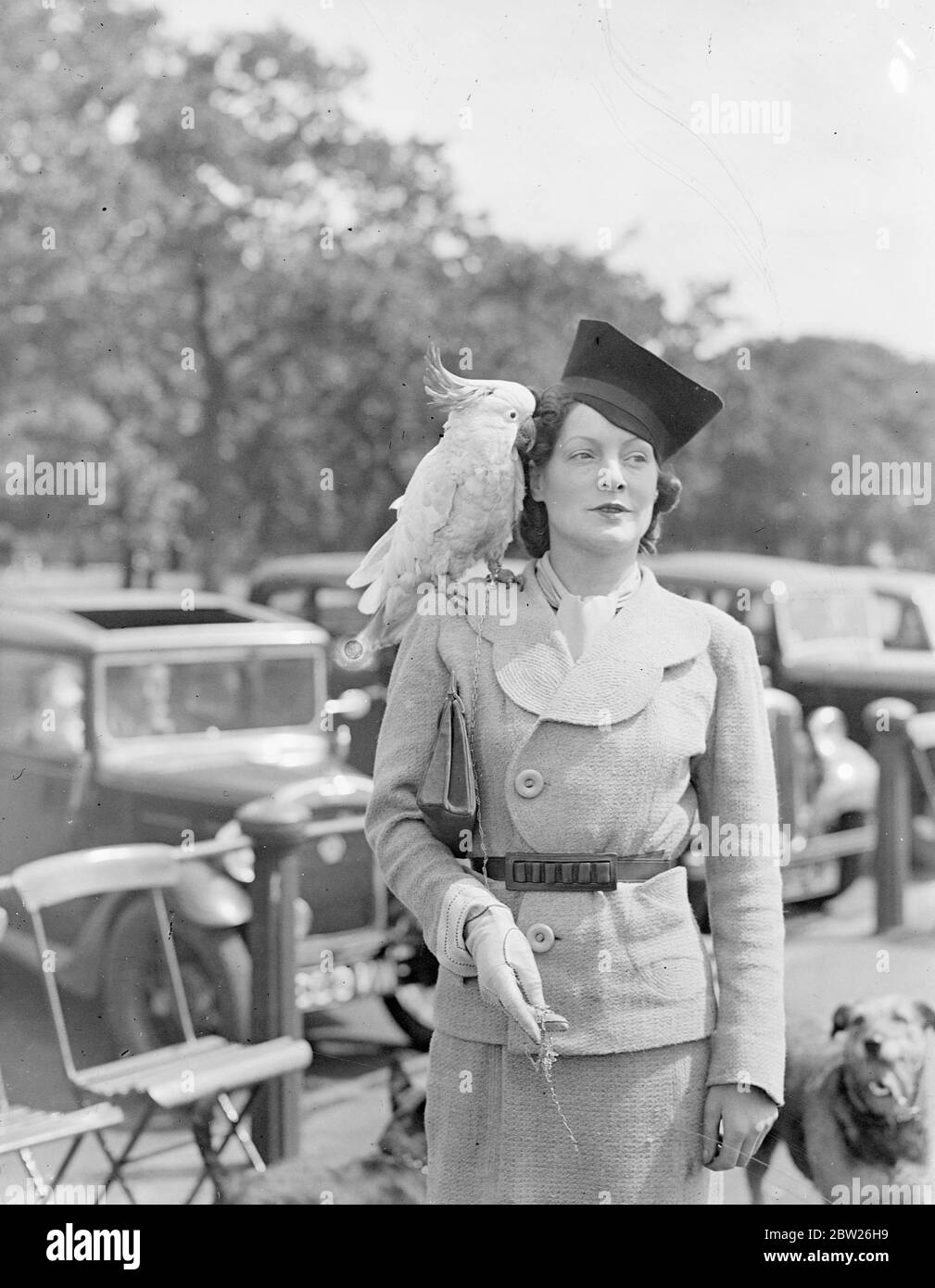 Cockatoo, di 60 anni, ha giorno di uscita con il proprietario nel parco. Cocky, un cockatoo di 60 anni, ama ancora la sua passeggiata quotidiana con il suo proprietario, la signora Hugh Blair, che lo porta ogni giorno ad Hyde Park. Cocky la accompagna anche in auto, quando si guida sul telaio della finestra. Spettacoli fotografici, Cocky arroccato sulla spalla di Mrs Hugh Blair mentre cammina con il suo cane accanto alla Serpentine, a Hyde Park, londra. 30 giugno 1938 Foto Stock