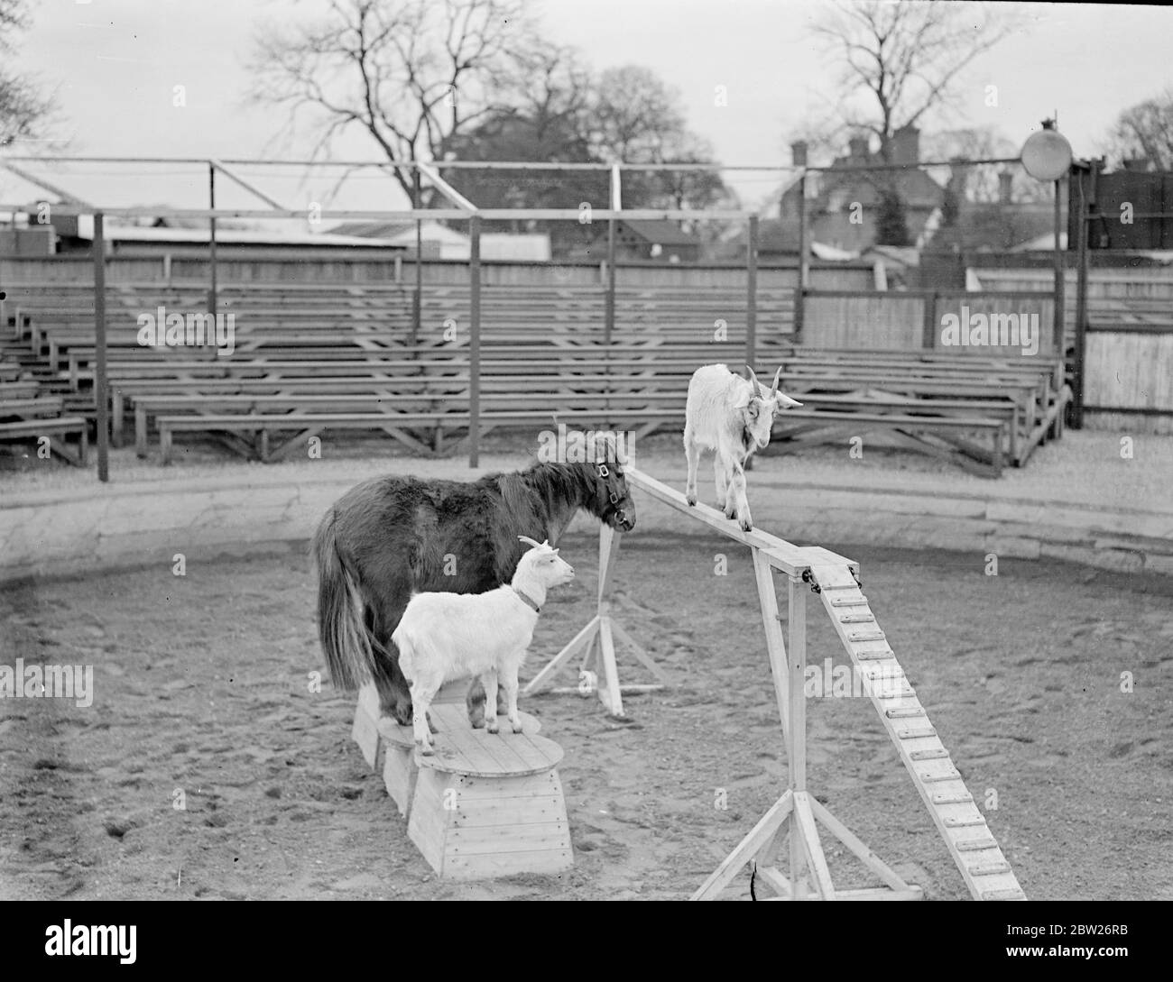 Gli animali hanno il loro circo, per il loro divertimento. Questi animali, stranamente assortiti compagni, stanno tenendo una performance circense da soli in un paddock Surrey senza pubblico e senza guida umana.insegnato dal loro proprietario a fare i trucchi, il pony e capra equilibrio su vasche mentre il loro compagno si accinge sicuro a piedi lungo una barra stretta, gli animali ora svolgono le prestazioni per il proprio divertimento. Il fotografo è stato nascosto durante la realizzazione delle loro foto. 4 febbraio 1938 Foto Stock