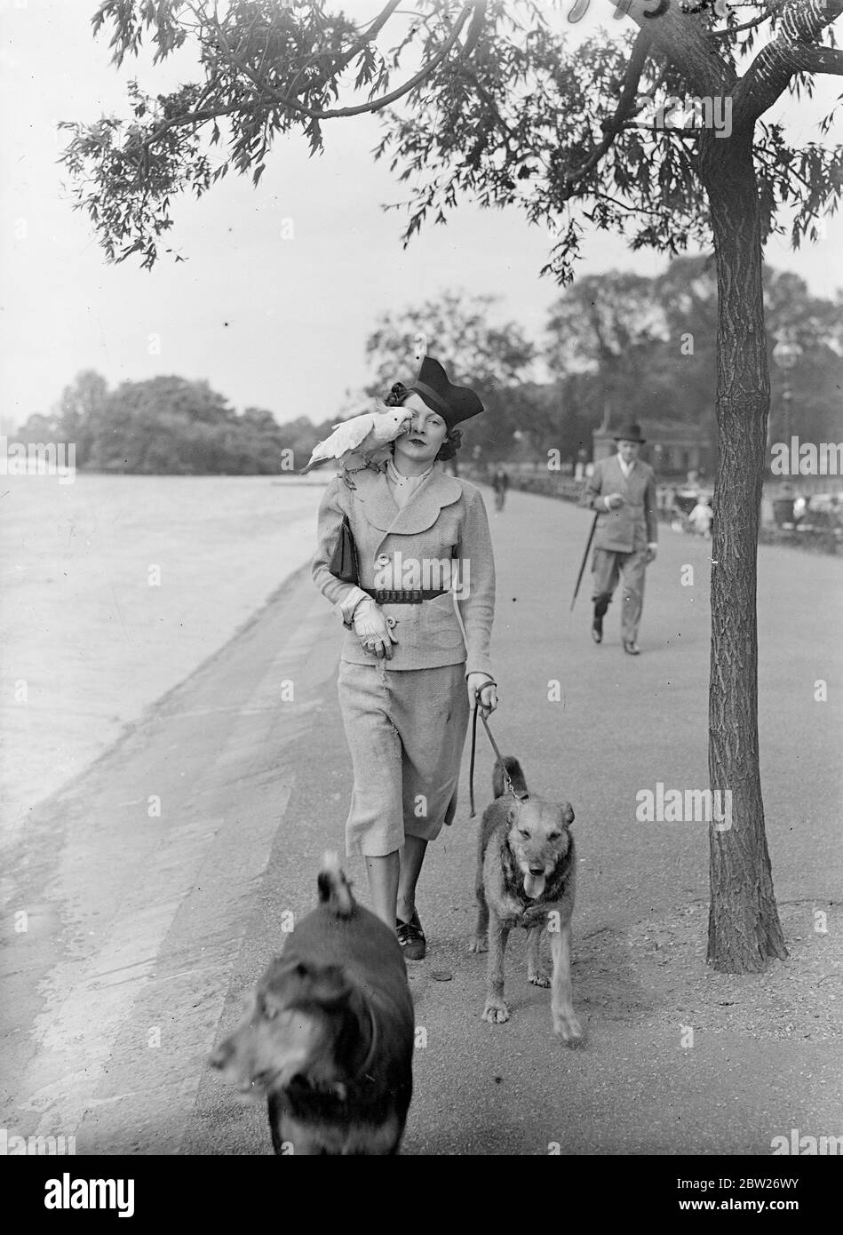 Cockatoo, di 60 anni, ha giorno di uscita con il proprietario nel parco. Cocky, un cockatoo di 60 anni, ama ancora la sua passeggiata quotidiana con il suo proprietario, la signora Hugh Blair, che lo porta ogni giorno ad Hyde Park. Cocky la accompagna anche in auto, quando si guida sul telaio della finestra. Spettacoli fotografici, Cocky arroccato sulla spalla di Mrs Hugh Blair mentre cammina con il suo cane accanto alla Serpentine, a Hyde Park, londra. 30 giugno 1938 Foto Stock
