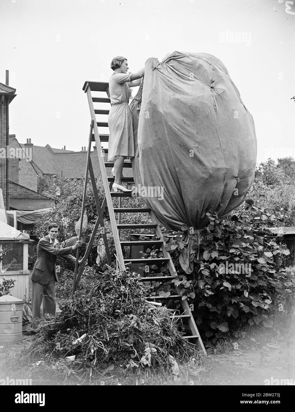 Una fattoria di farfalle a Bexley. Una donna che cattura farfalle con una rete enorme in cima a una scala. 1933 Foto Stock