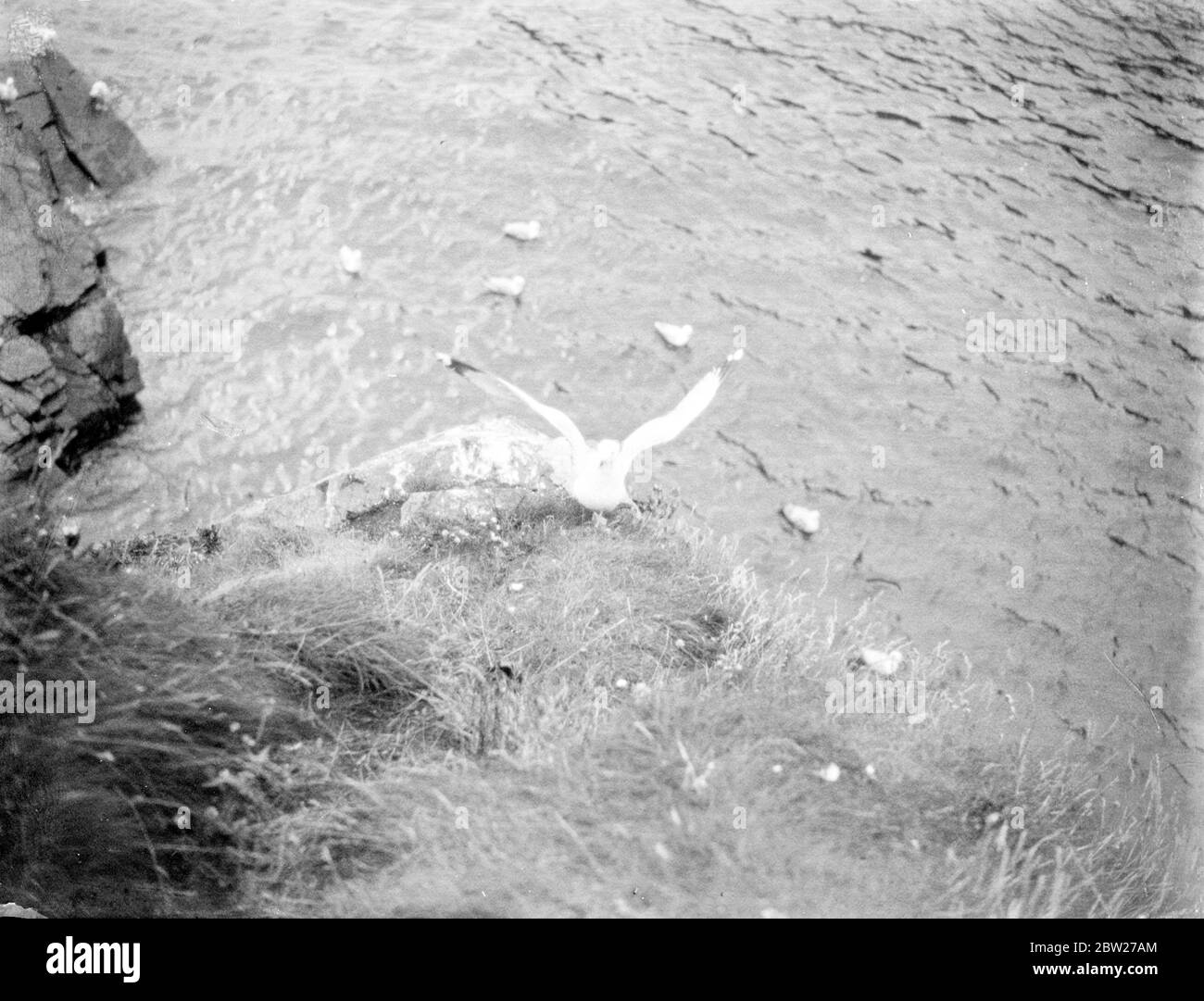 Seagull in volo sopra rocce e mare. 1933 Foto Stock