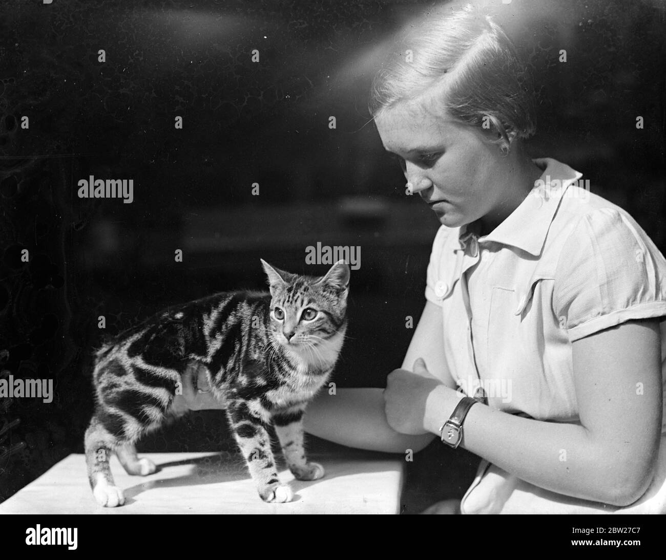Miss Sibyl Rollo con un gattino Silver Tabby Manx di sette mesi che è in vista alla mostra del Kensington Kitten Club che è in programma a Knightsbridge. 14 luglio 1937 Foto Stock