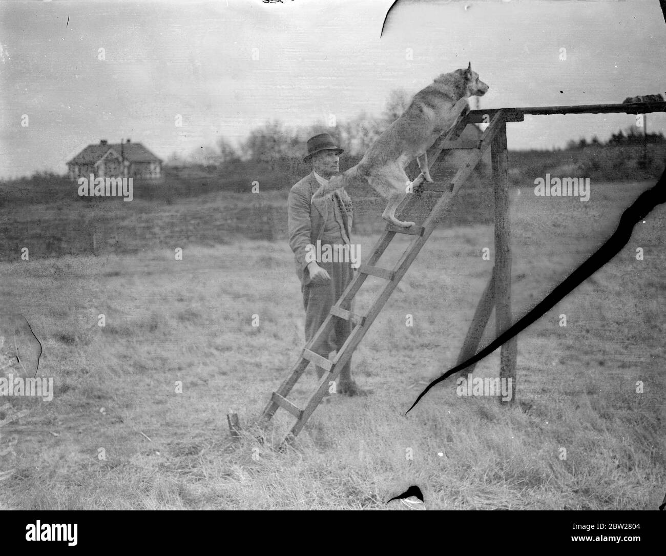 Cani addestrati per le funzioni di polizia a Berkshire Kennels. 30 cani, alcuni dei quali monghrels, che alla fine accompagneranno un poliziotto londinese a ritmi solitari, sono stati addestrati nell'ambito di un esperimento di Home Office per le mansioni di polizia in washwater, vicino Newbury, Berkshire. L'allenatore è il signor H S Lloyd, e tra i compiti che sta insegnando agli animali di guardia un ciclo di poliziotto mentre cerca una casa, per intercettare chiunque uscendo, e anche di cercare una casa mentre l'ufficiale è rimasto all'esterno. 20 gennaio 1938 Foto Stock