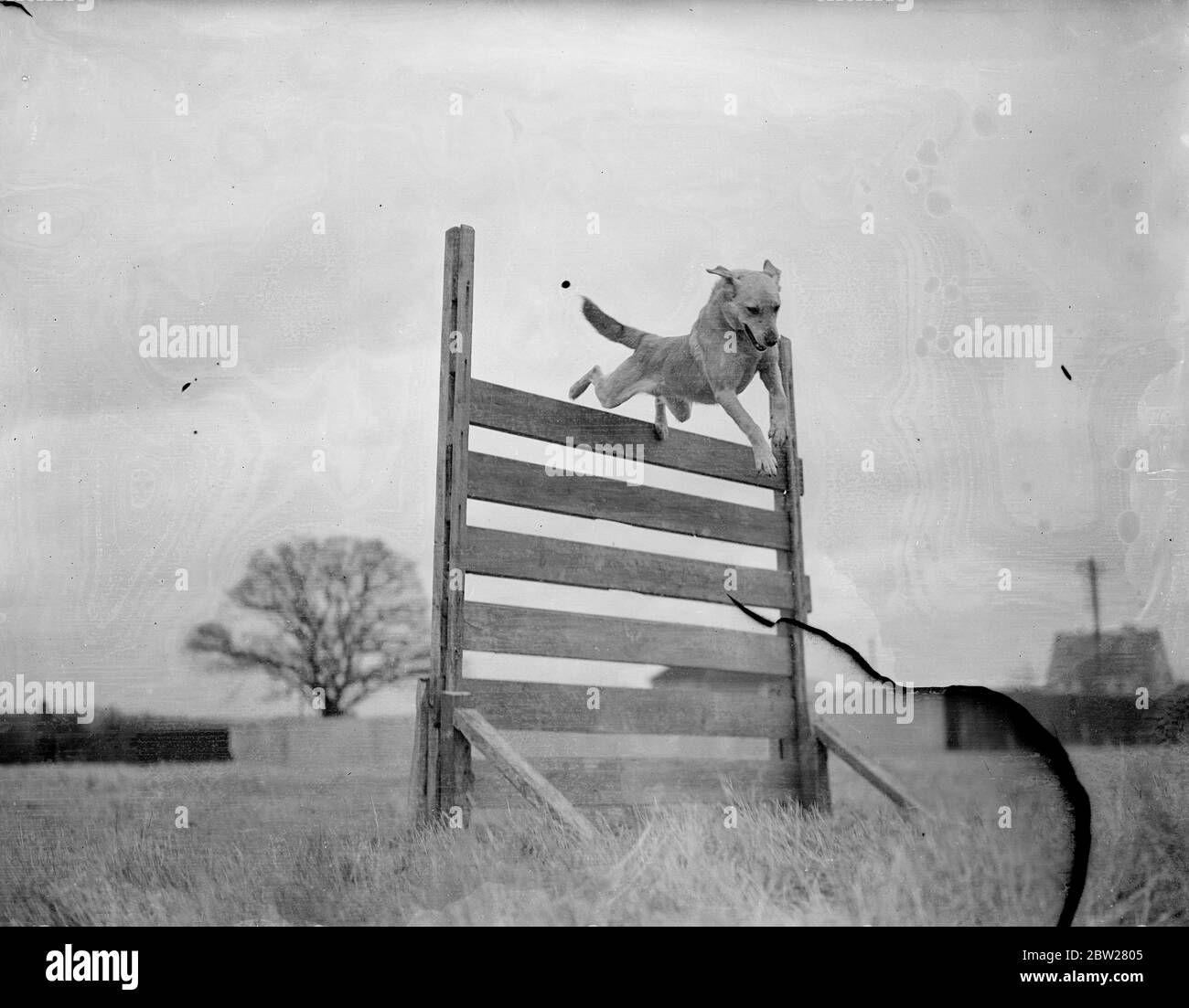 Cani addestrati per le funzioni di polizia a Berkshire Kennels. 30 cani, alcuni dei quali monghrels, che alla fine accompagneranno un poliziotto londinese a ritmi solitari, sono stati addestrati nell'ambito di un esperimento di Home Office per le mansioni di polizia in washwater, vicino Newbury, Berkshire. L'allenatore è il signor H S Lloyd, e tra i compiti che sta insegnando agli animali di guardia un ciclo di poliziotto mentre cerca una casa, per intercettare chiunque uscendo, e anche di cercare una casa mentre l'ufficiale è rimasto all'esterno. Foto spettacoli, mouse, un cane randagio crossbred, che è stato raccolto dalla polizia di Banbury, per la liberazione di un alto amico, d Foto Stock