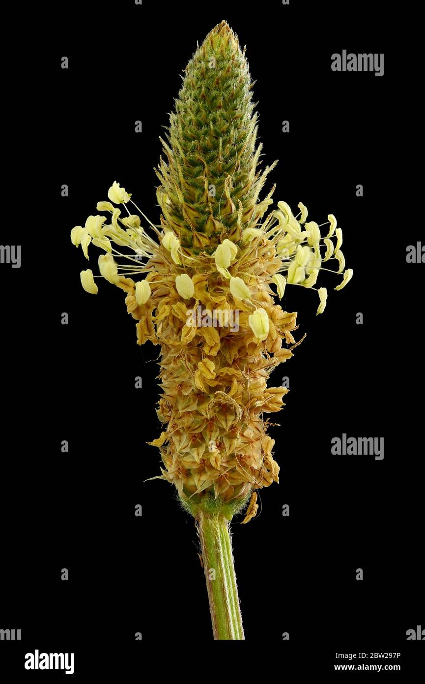 Plantain di Ribwort (Plantago lanceolata). Chiusura a infiorescenza Foto Stock