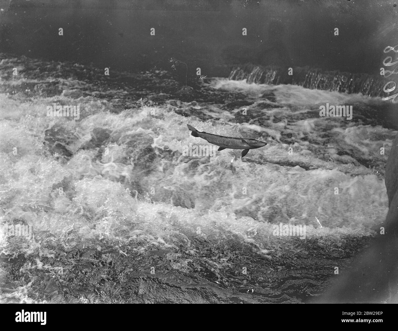 Salmoni salmoni salati nel fiume Hampshire sulla strada per l'allevamento. Un salmone catturato dalla macchina fotografica mentre trapelava attraverso le acque schiumose per eliminare un erede vicino a Romsey, Hampshire, durante la migrazione annuale fino al River Test ai terreni di allevamento. Il muratore è stato imbottito con un'apposita guarnizione per evitare lesioni alle centinaia di pesci che si sono tenuti sopra l'ostacolo. 4 novembre 1937 Foto Stock