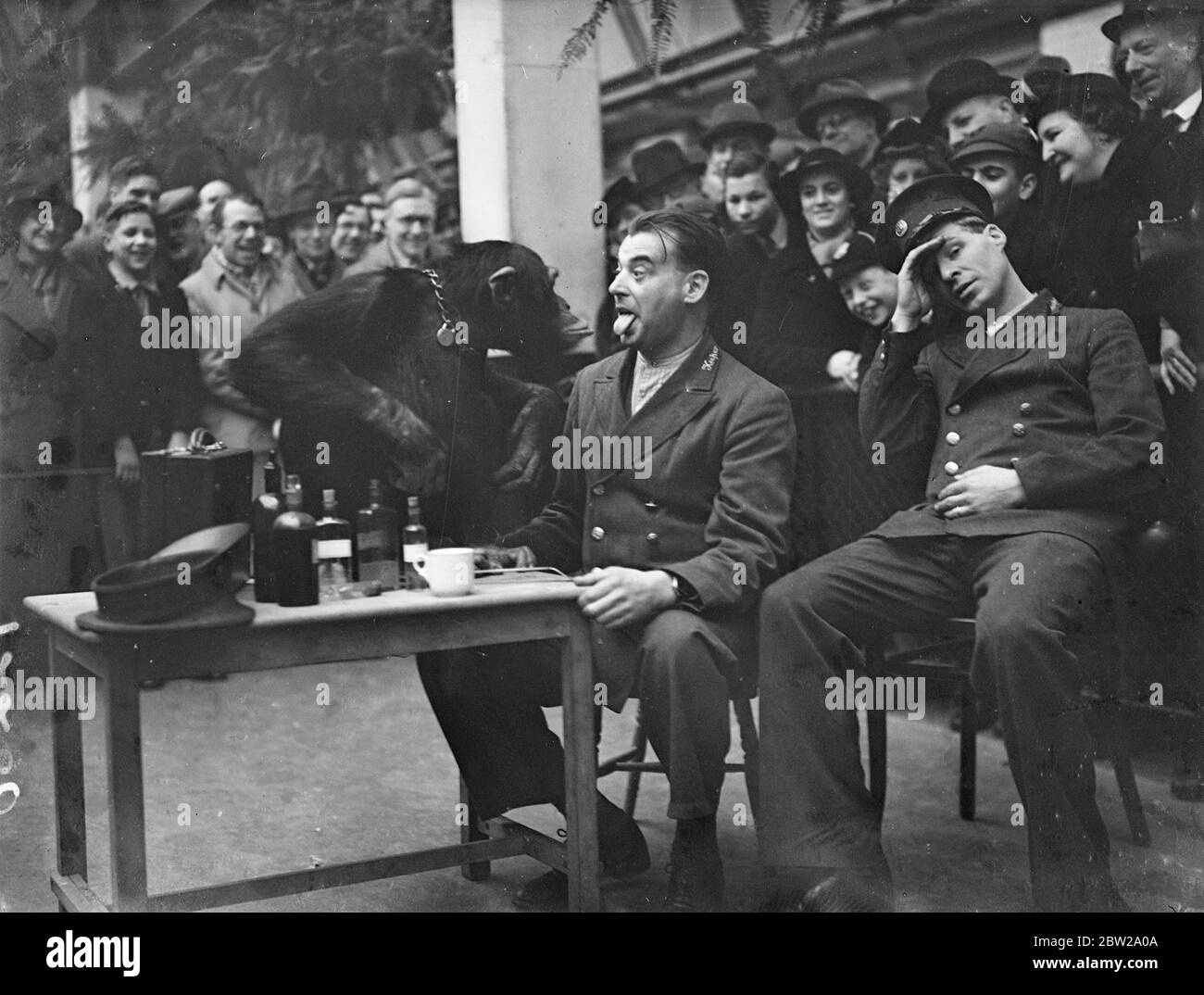 La mattina dopo allo Zoo! Jackie , il chimp, come 'Doctor'. Simpatizzare con i custodi che pensava possano soffrire degli effetti collaterali delle festività natalizie, Jackie, lo scimpanzé, ha presieduto il petto della medicina allo Zoo di Londra e ha somministrato dosi del giorno di Santo Stefano. Dato che lo zoo era chiuso il giorno di Natale, Jackie e tutti gli altri animali furono salvati con le sanzioni di partenza dalla dieta normale. Foto mostra, Keeper Harry Brown, che mostra la sua lingua per l'ispezione Jackie, lo scimpanzé. Il guardiano Smith, che sembra essere molto infelice, sta aspettando il suo turno. 27 dicembre 19 Foto Stock