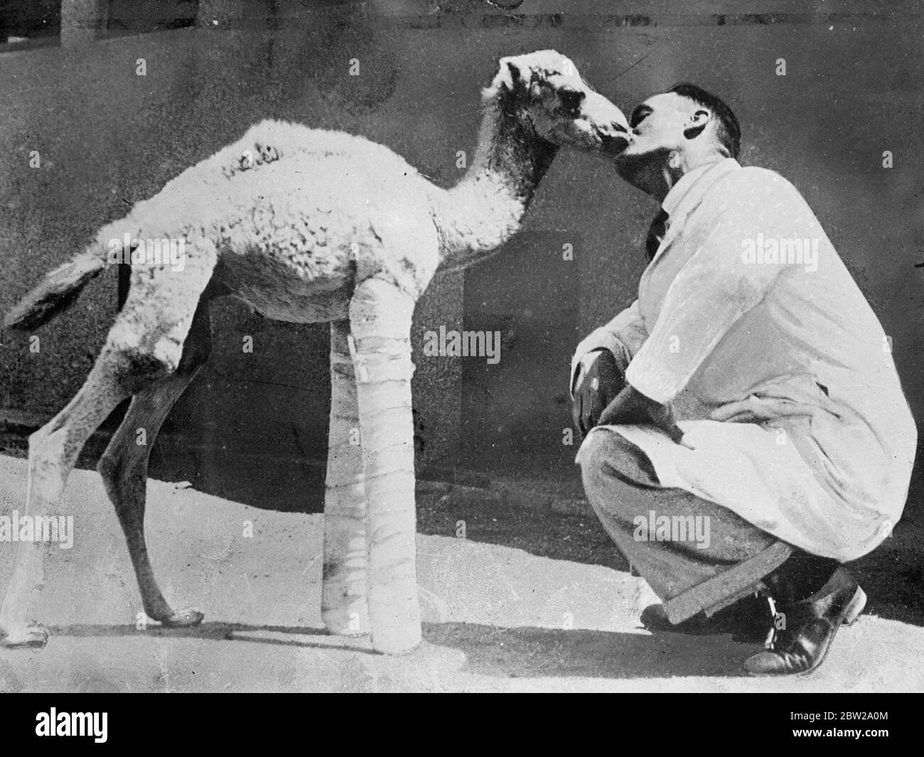 Baby cammello in Egitto, con calchi su entrambe le gambe anteriori. Foto Stock