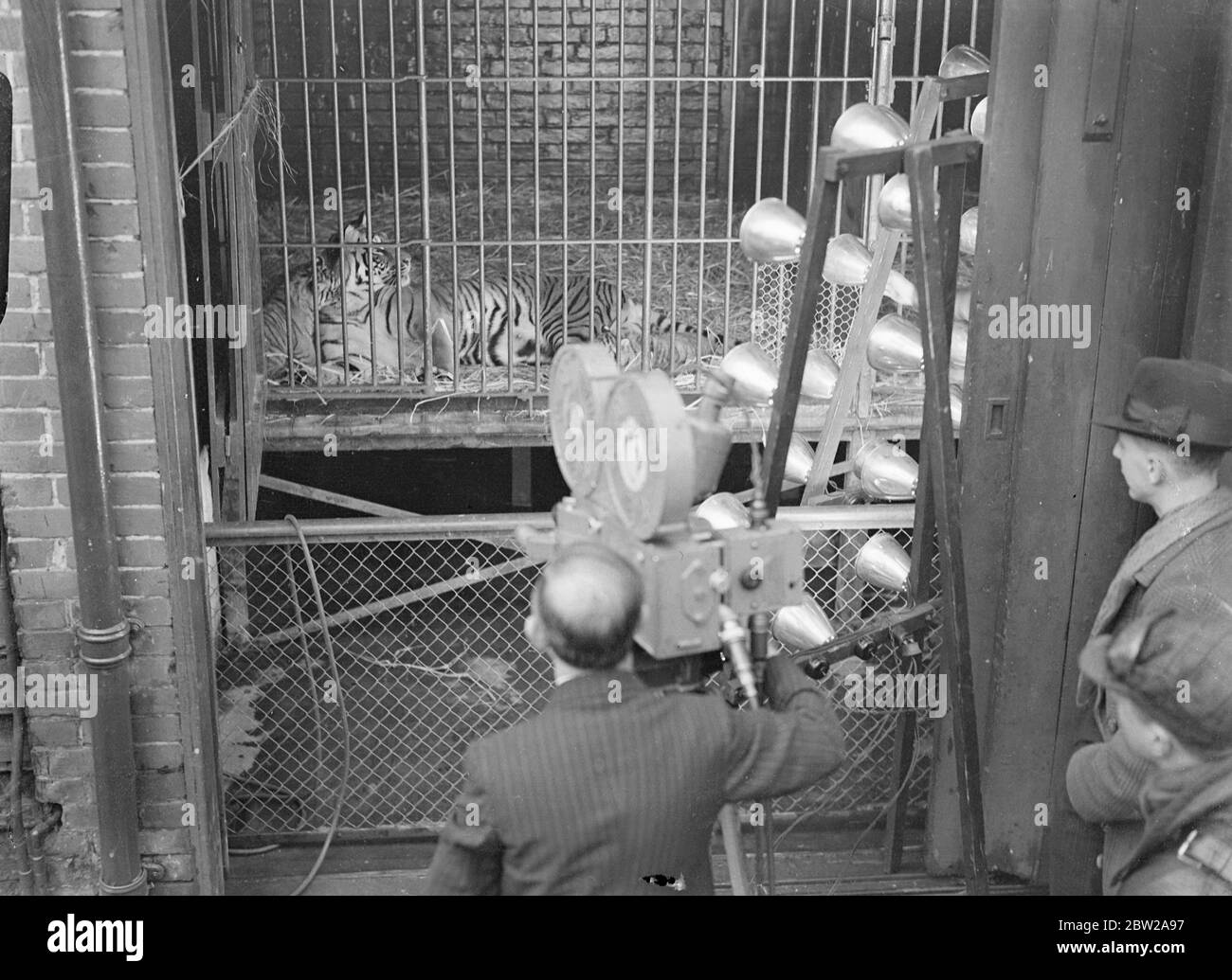 Nove leoni, leopardi e tigri nati allo zoo di Chessington. Credeva un record. Nell'arco delle ultime sei settimane, tre cucciolate separate di leone forte e sano, tigre e leopardo sono nate allo zoo di Chessington, Surrey. Si ritiene che la nascita dei cuccioli, dei due leopardi, delle tre tigri e dei quattro leoni, stabilisca un record per uno zoo britannico. Spettacoli fotografici, riprese dei cuccioli di tigre allo zoo di Chessington. 25 novembre 1937 Foto Stock