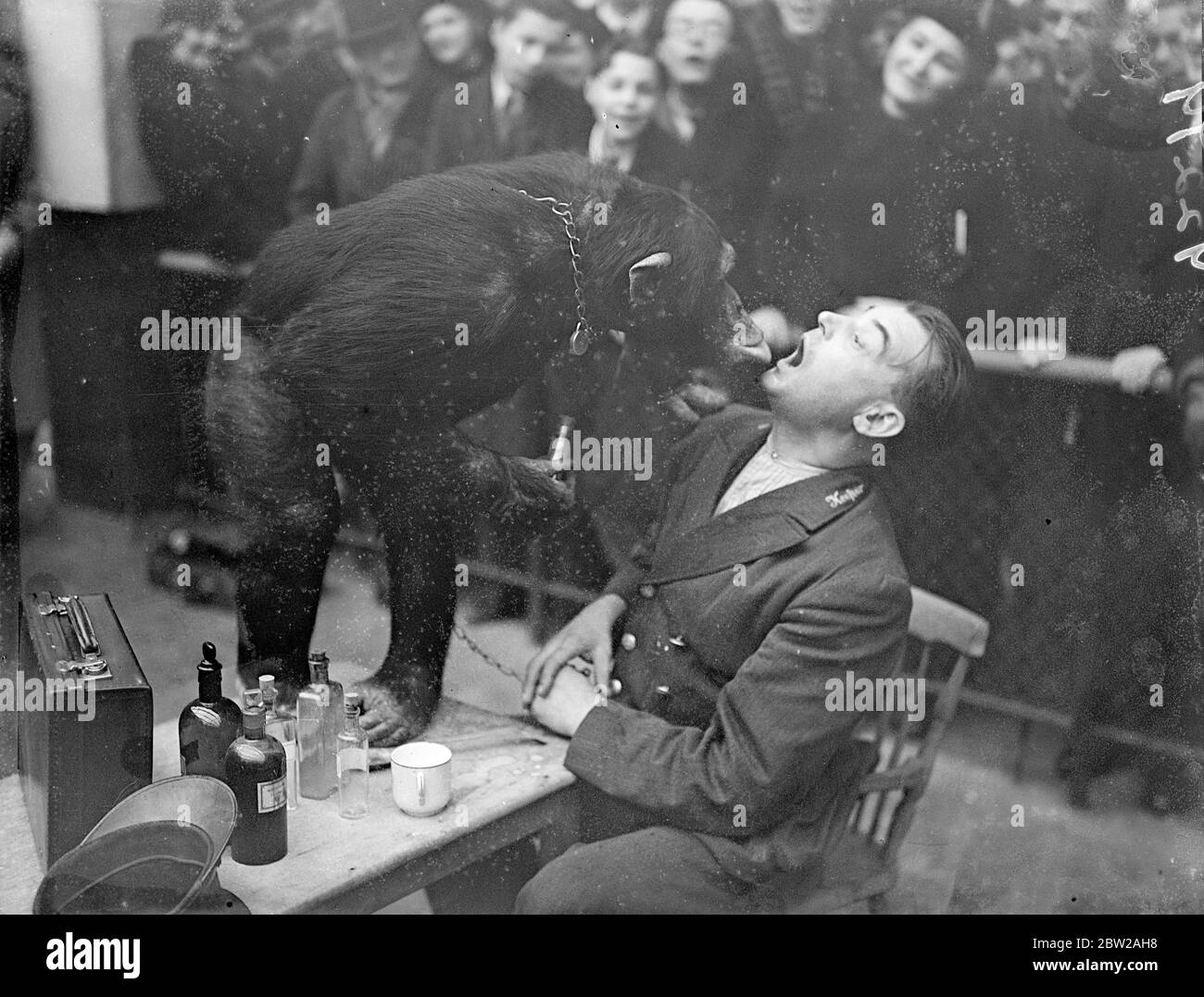 La mattina dopo allo Zoo! Jackie , il chimp, come 'Doctor'. Simpatizzare con i custodi che pensava possano soffrire degli effetti collaterali delle festività natalizie, Jackie, lo scimpanzé, ha presieduto il petto della medicina allo Zoo di Londra e ha somministrato dosi del giorno di Santo Stefano. Dato che lo zoo era chiuso il giorno di Natale, Jackie e tutti gli altri animali furono salvati con le sanzioni di partenza dalla dieta normale. Spettacoli fotografici, Jackie, lo scimpanzé, che sbirciava nella gola di Keeper Harry Brown, uno dei suoi 'pazienti'. 27 dicembre 1937 Foto Stock