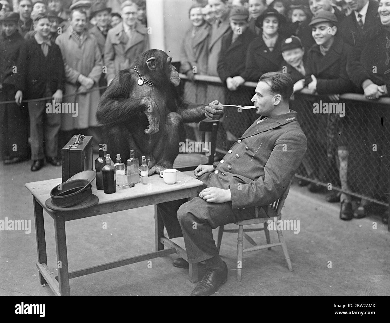 La mattina dopo allo Zoo! Jackie , il chimp, come 'Doctor'. Simpatizzare con i custodi che pensava possano soffrire degli effetti collaterali delle festività natalizie, Jackie, lo scimpanzé, ha presieduto il petto della medicina allo Zoo di Londra e ha somministrato dosi del giorno di Santo Stefano. Dato che lo zoo era chiuso il giorno di Natale, Jackie e tutti gli altri animali furono salvati con le sanzioni di partenza dalla dieta normale. Spettacoli fotografici, Jackie, lo scimpanzé, persuadendo il guardiano Harry Brown a ingoiare un grande cucchiaio di medicina. 27 dicembre 1937 Foto Stock