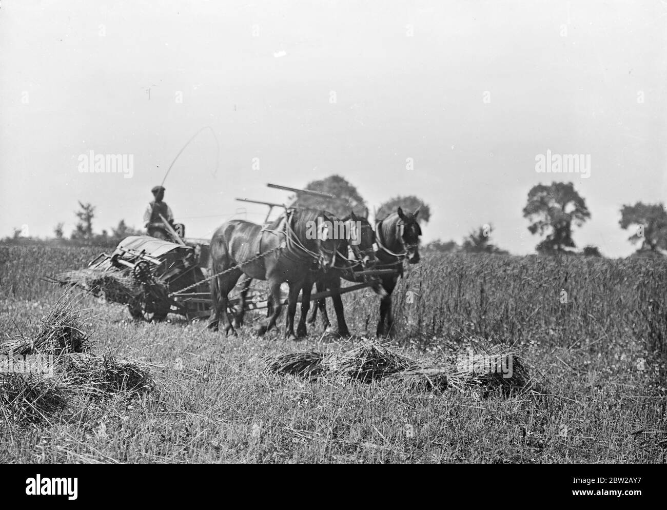 Una taglierina trainata da cavalli Foto Stock