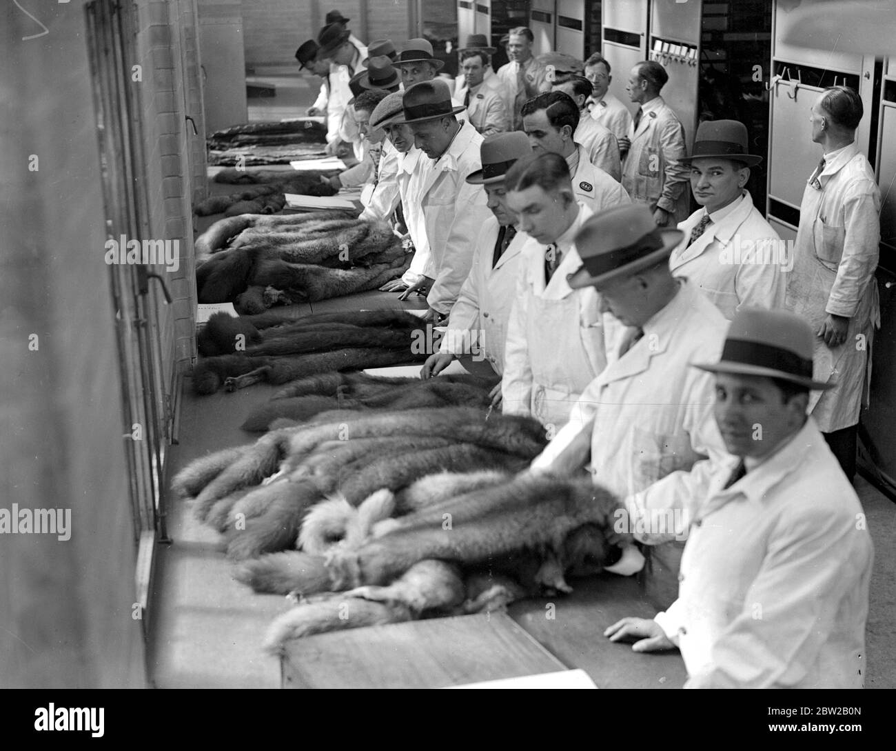 Le vendite di pellicce della Hudson Bay Company a Londra . 23 aprile 1934 Foto Stock